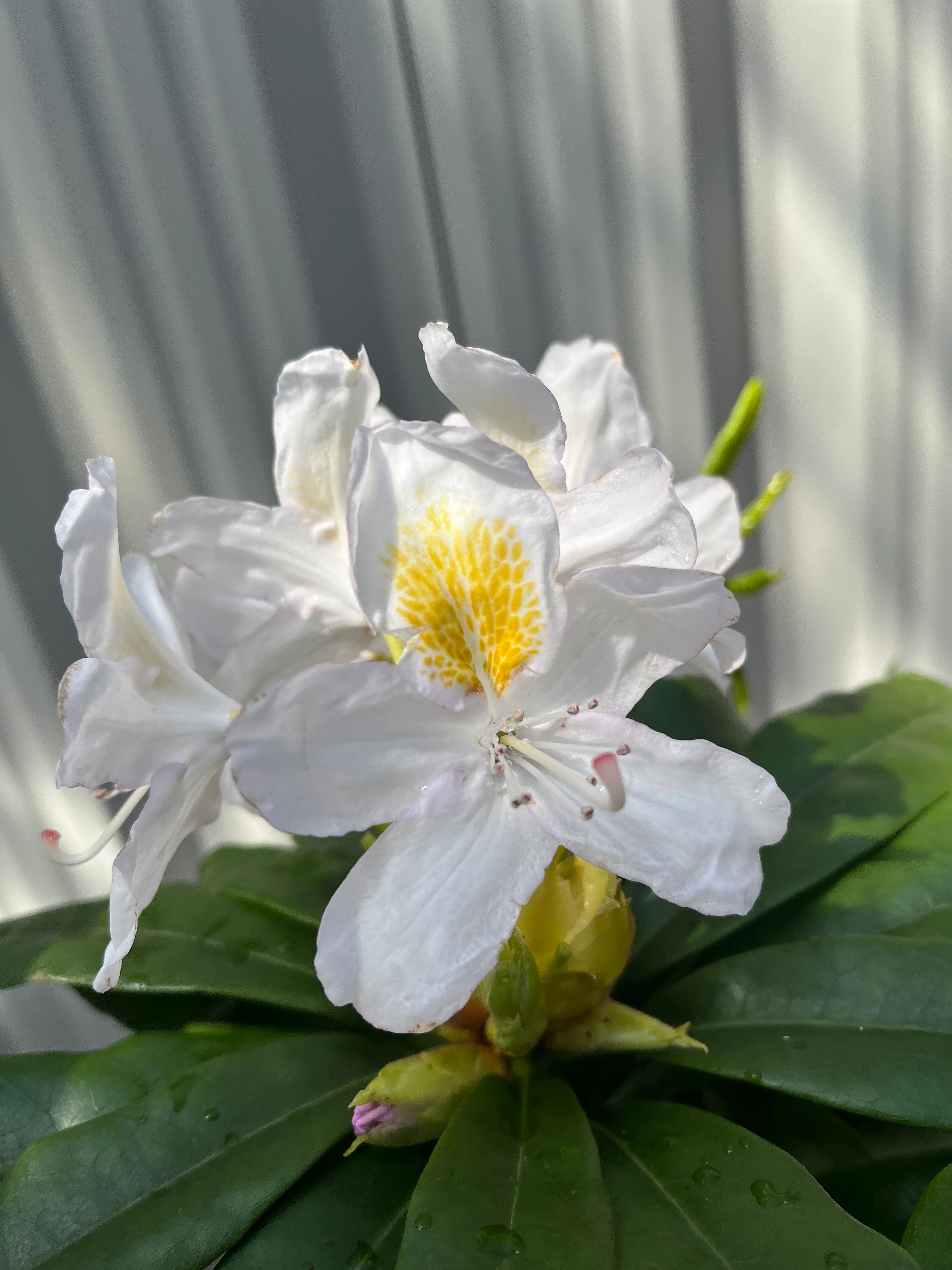 Rhododendron 'Madame Masson' 2L/5L - Image 6