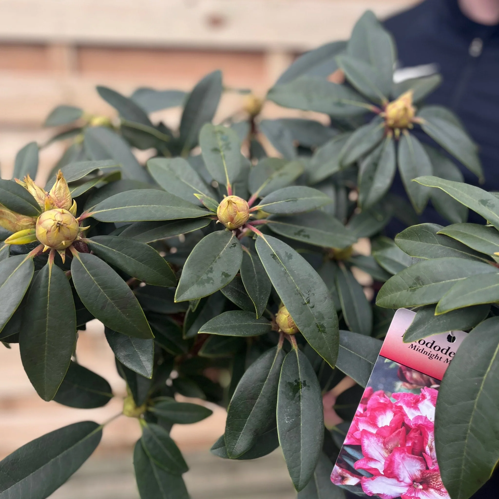 Rhododendron Midnight Mystique 5L - Image 3