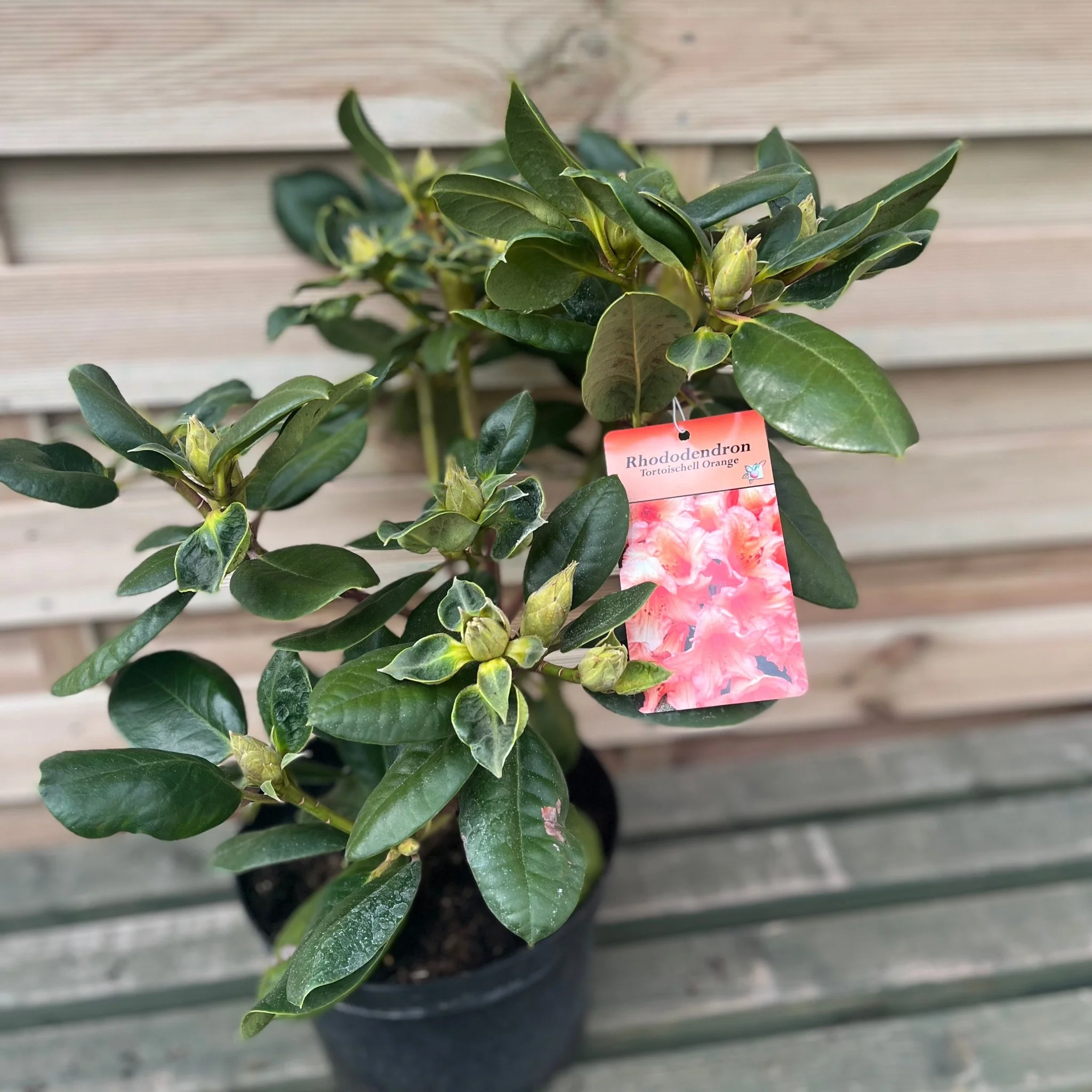 Rhododendron 'Tortoischell Orange' 5L - Image 6