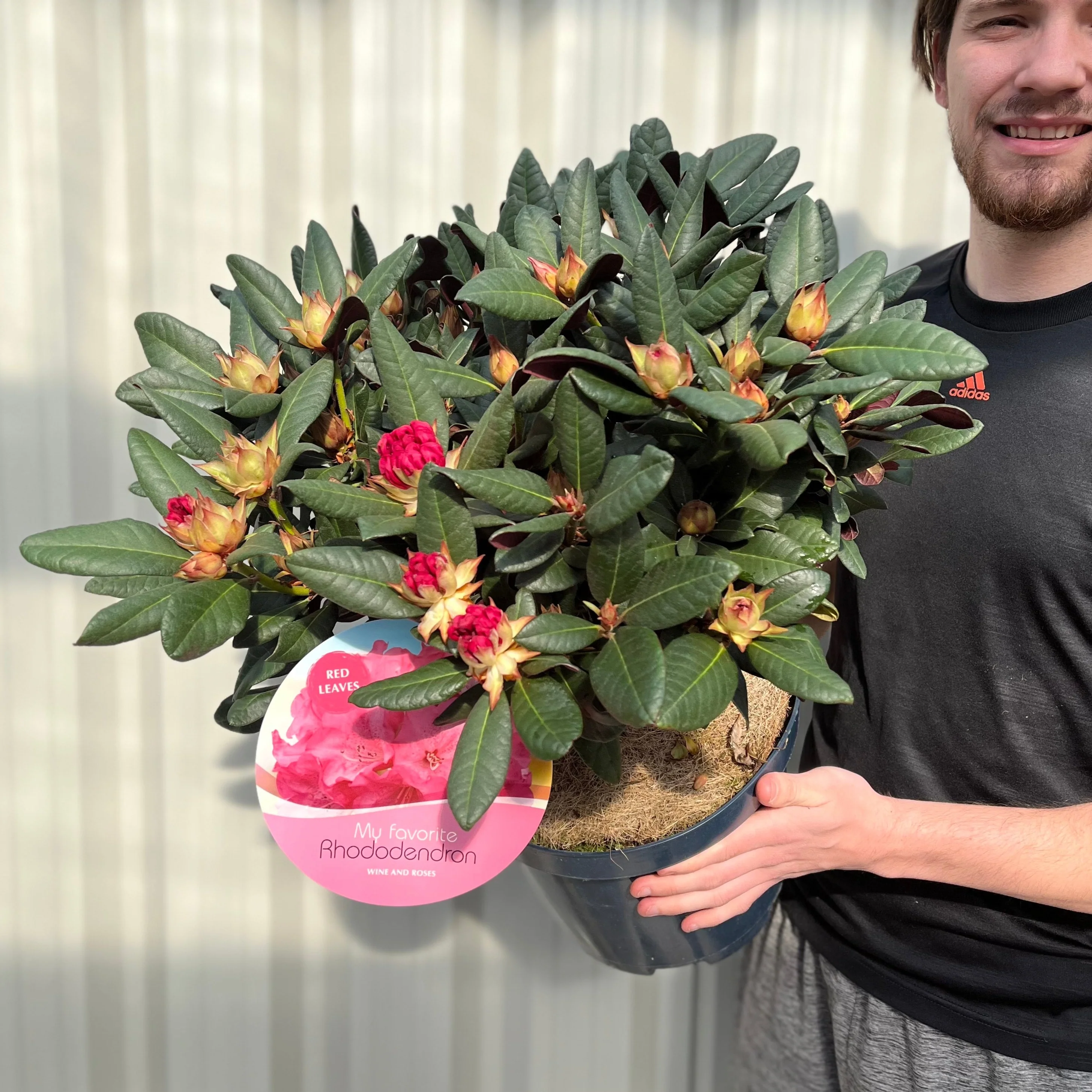 Rhododendron Wine and Roses (2 Sizes) - Image 3