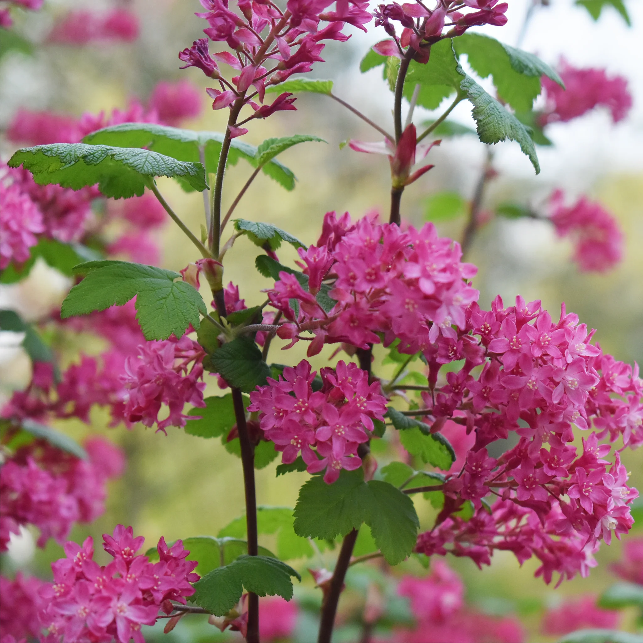 Ribes sanguineum 'King Edward VII' Flowering Currant 2L 30-40cm - Image 4