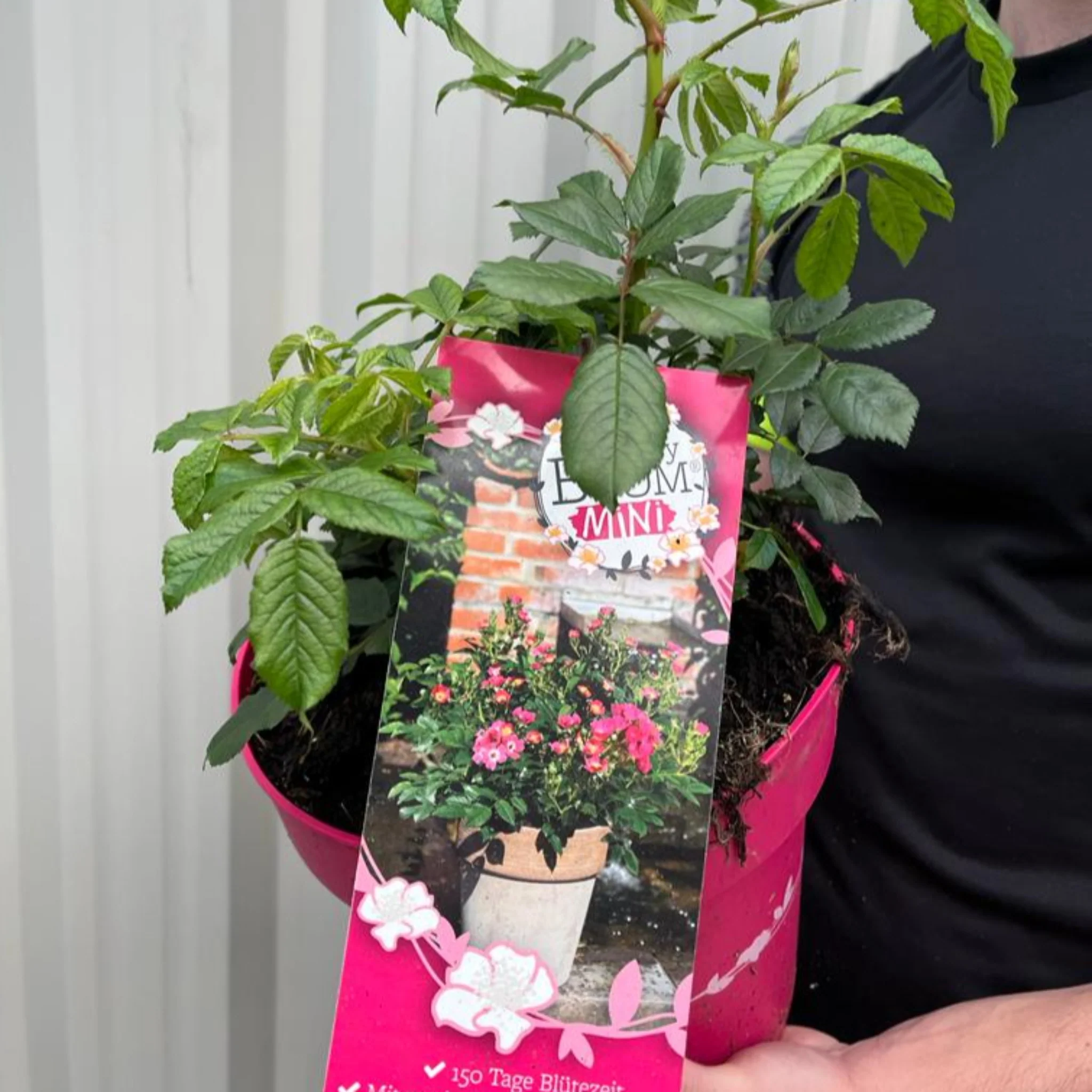 Rosy Boom Mini Potted Rose 5L - Image 4