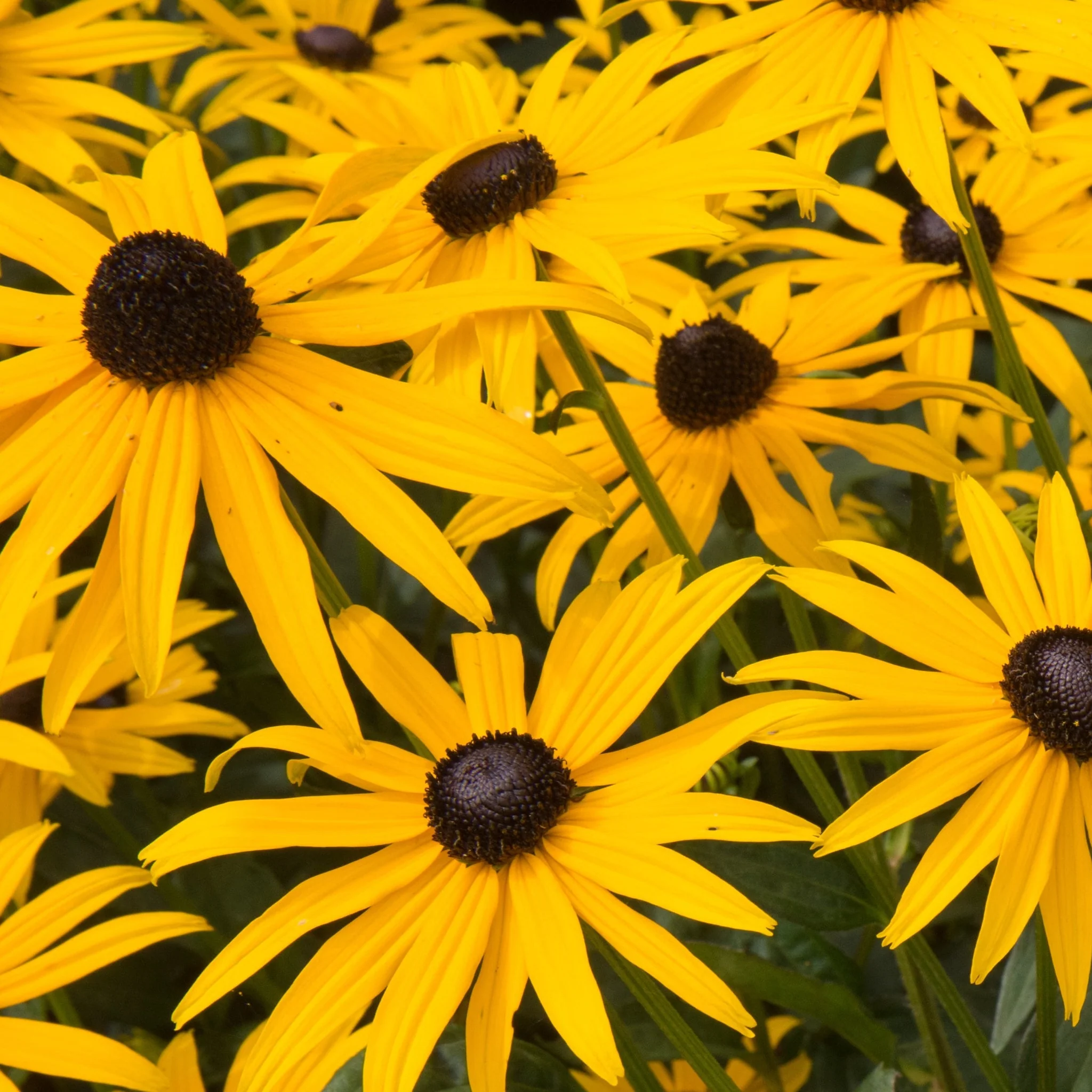 Rudbeckia fulgida Goldstrum 9cm-2L - Image 3