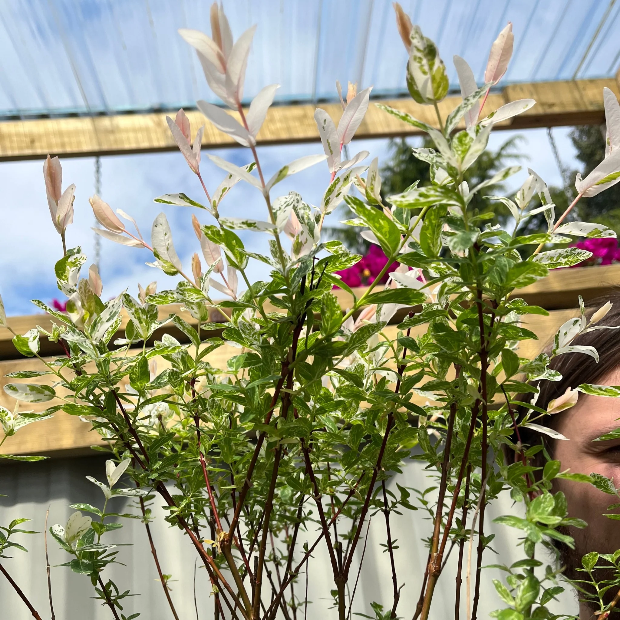 Salix intergra 'Hakuro - Nishiki' Flamingo Dwarf Willow Tree (multiple sizes available) - Image 5