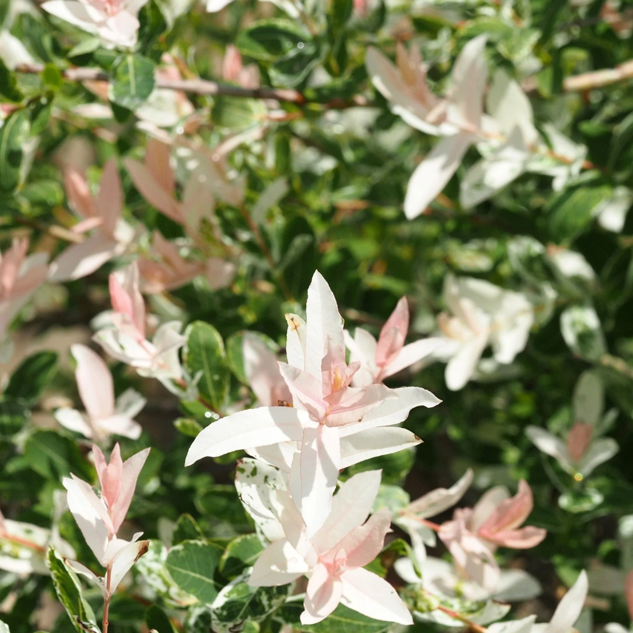 Salix integra 'Flamingo' Shrub 9cm / 1L / 1.5L - Image 2