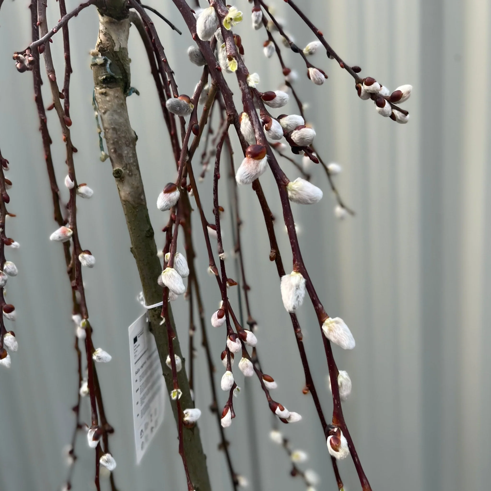 Salix 'Kilmarnock' Weeping Willow Standard 120-150cm