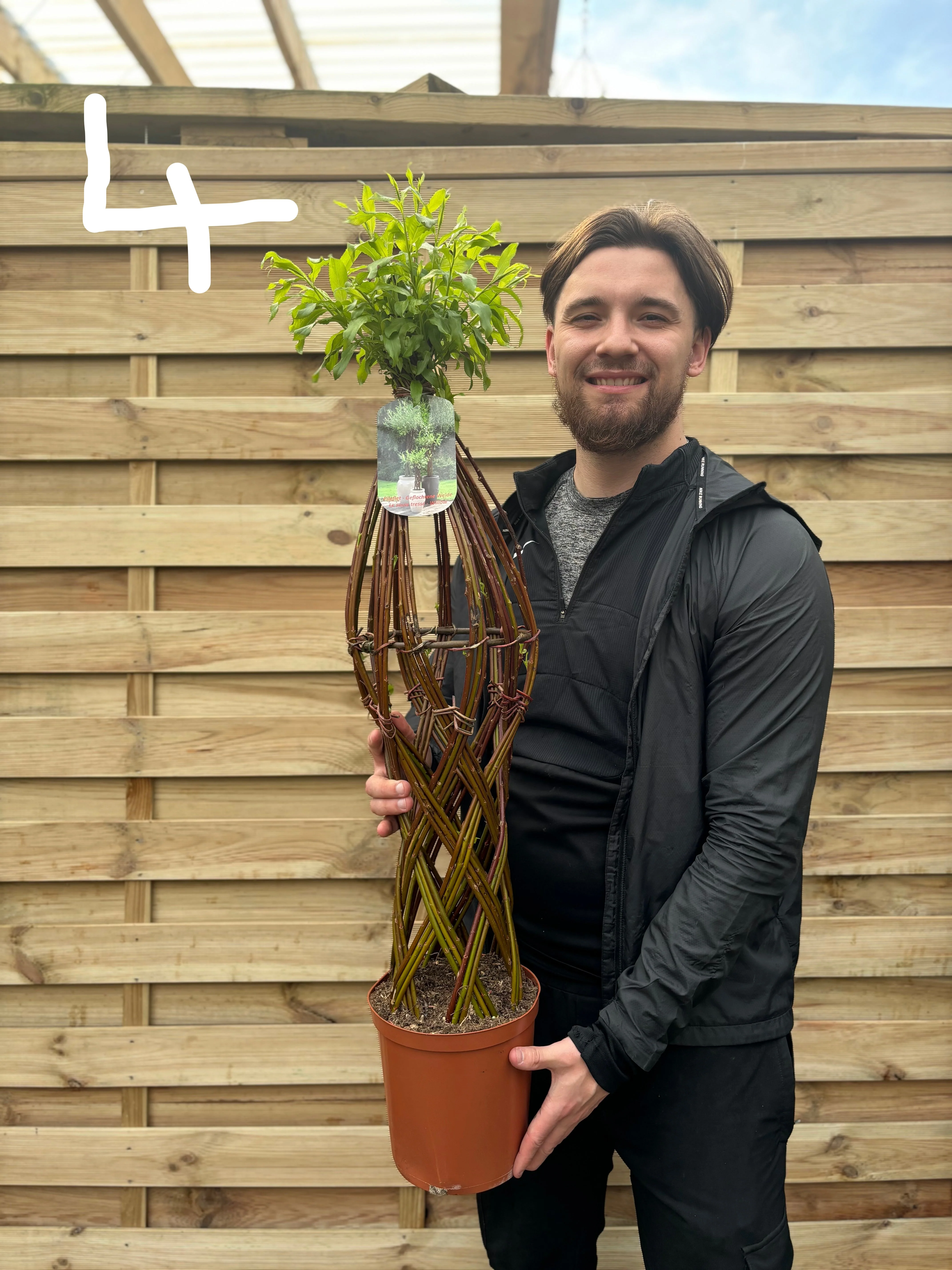 Salix  Living Braided Willow Tree Sculpture (80-90cm) - Image 4