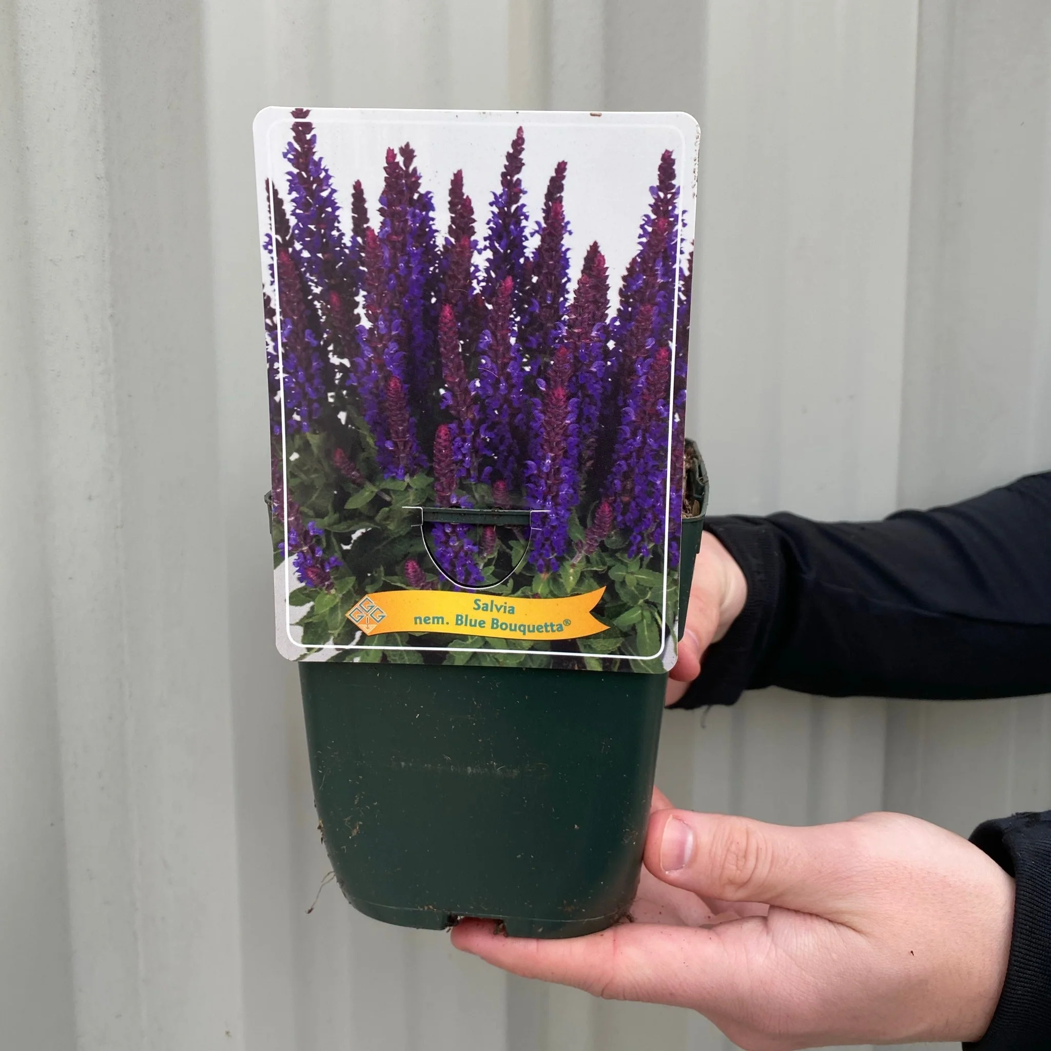 Salvia - Blue Bouquetta 1.5L - Image 3