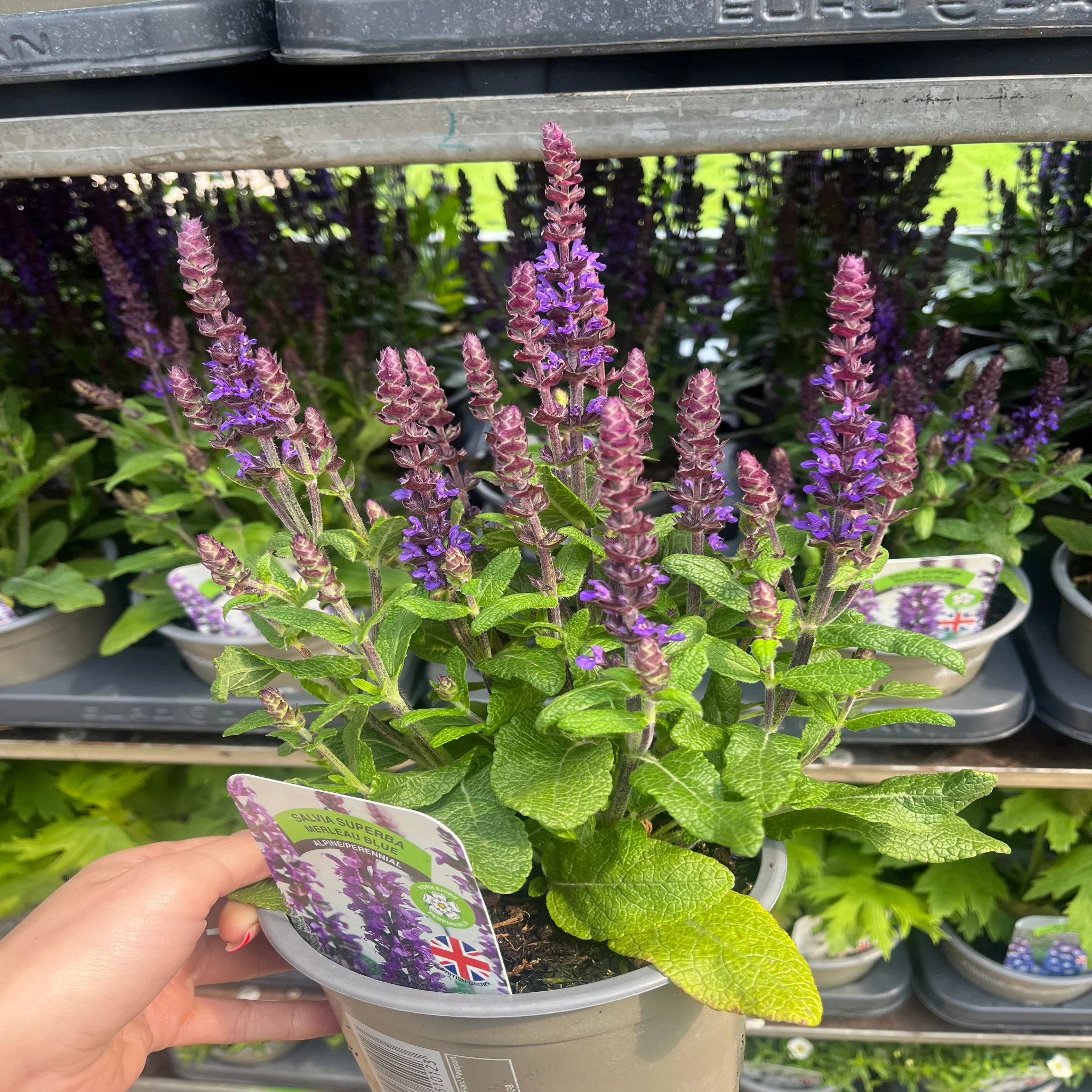 Salvia nemorosa Sensation Blue 9cm/1.5L - Image 5