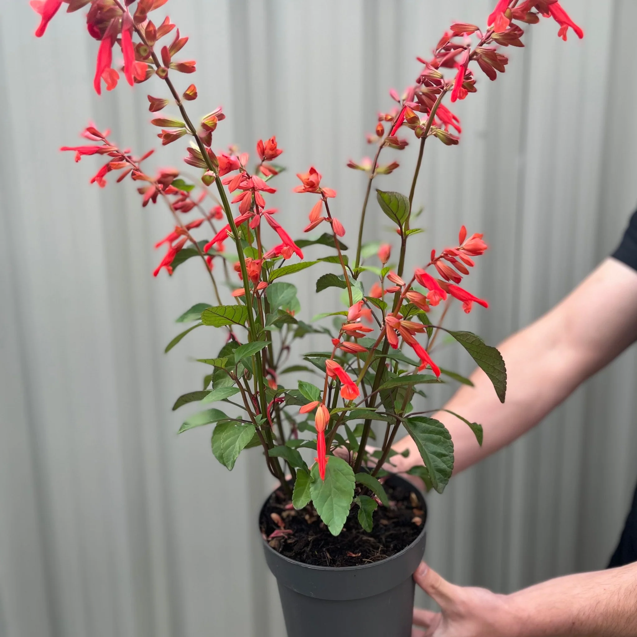 Salvia Salmia Orange2L