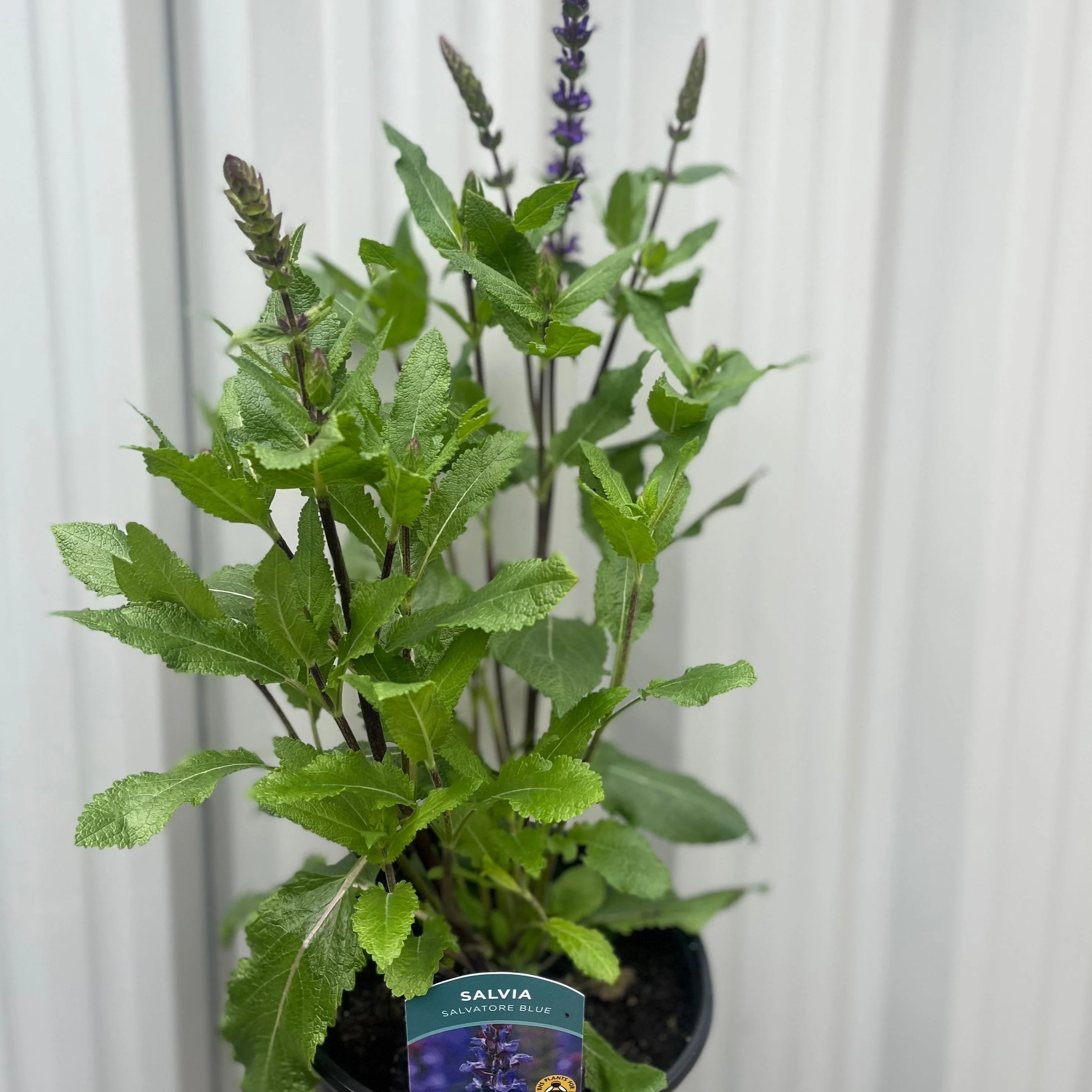 Salvia Salvatore Blue 3L - Image 2