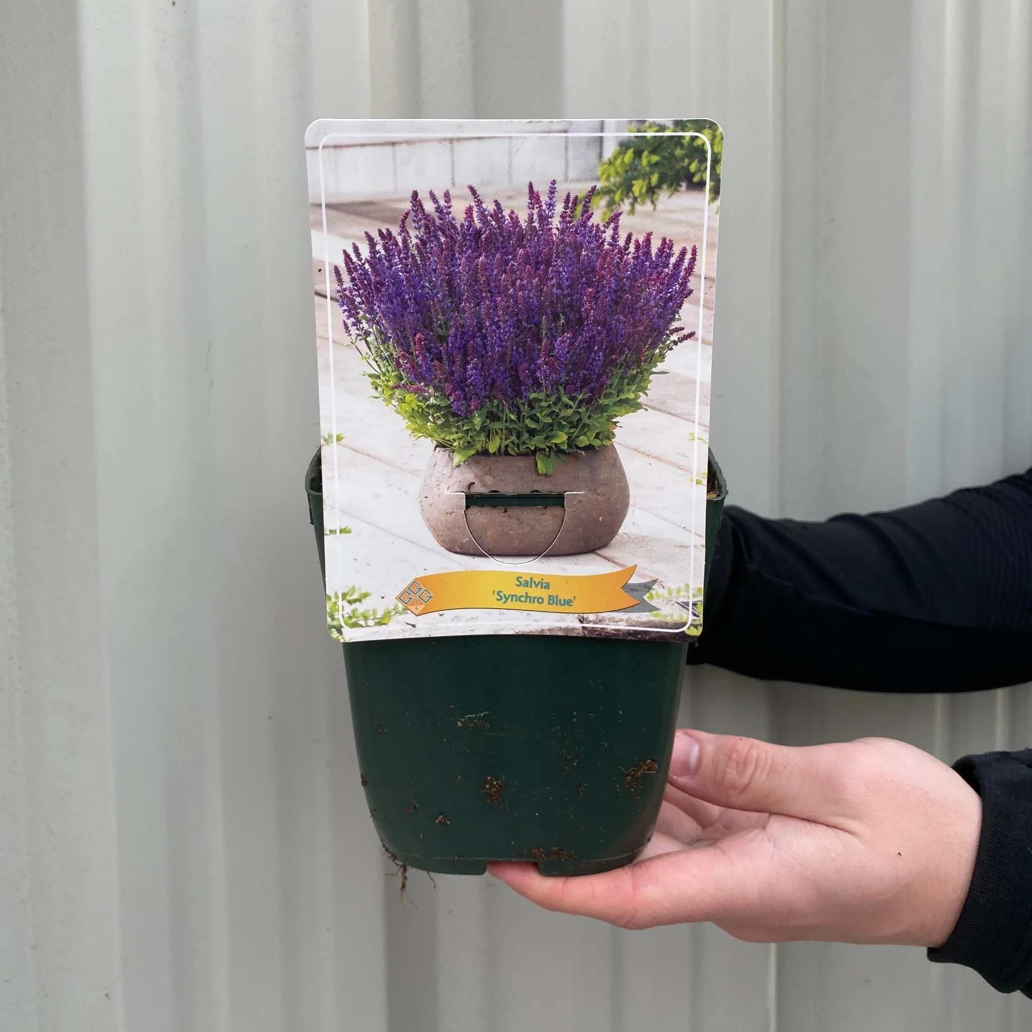 Salvia - Synchro Blue 1.5L - Image 3