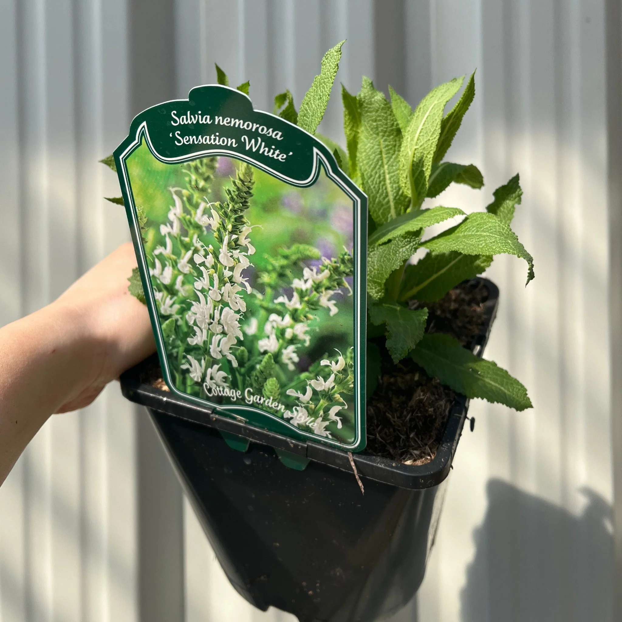 Salvia nemorosa 'Synchro White' 9cm/1.5L/2L - Image 4