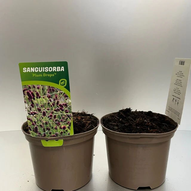 Sanguisorba Plum Drops 2L - Image 2