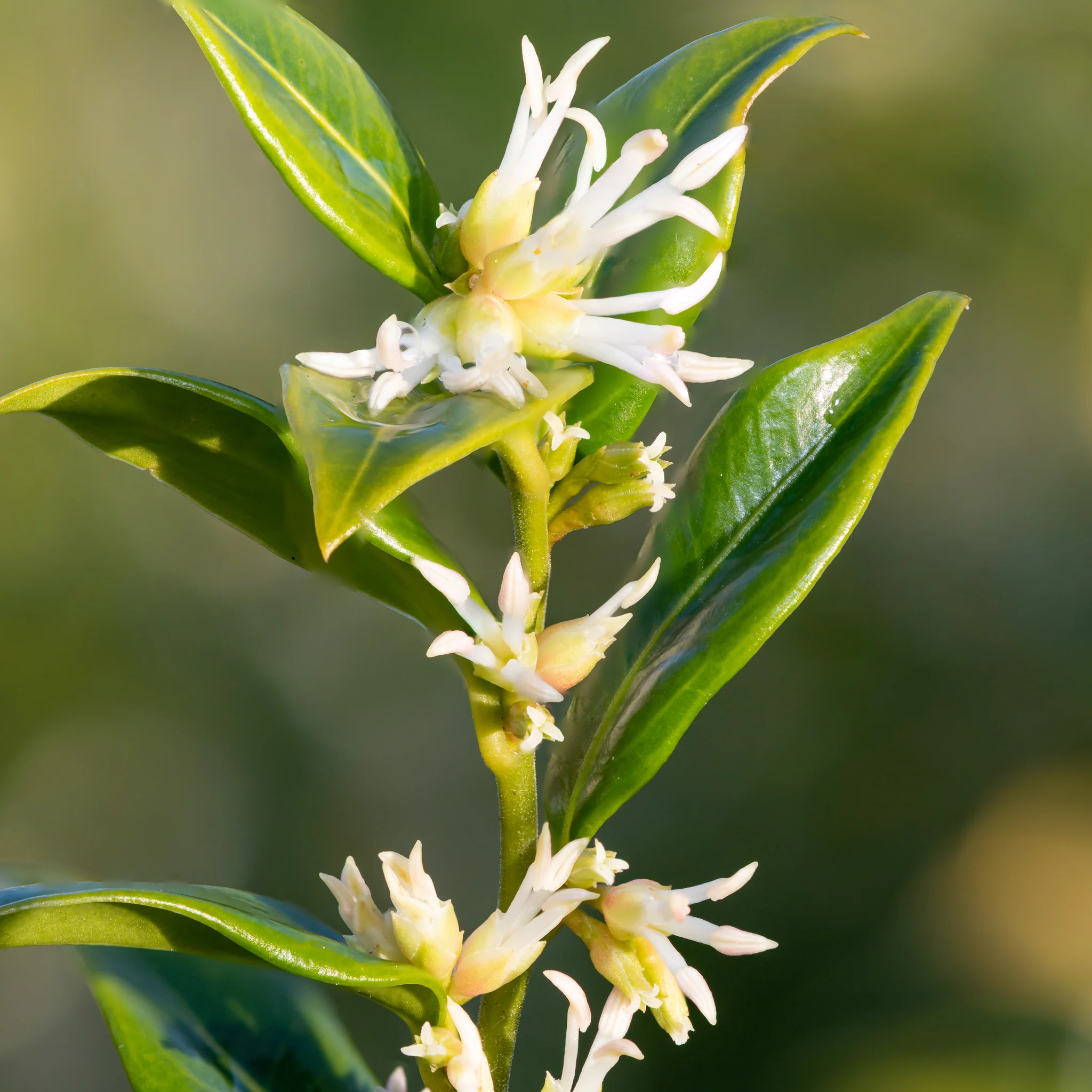 Sarcococca confusa 9cm/1L/2L - Image 4