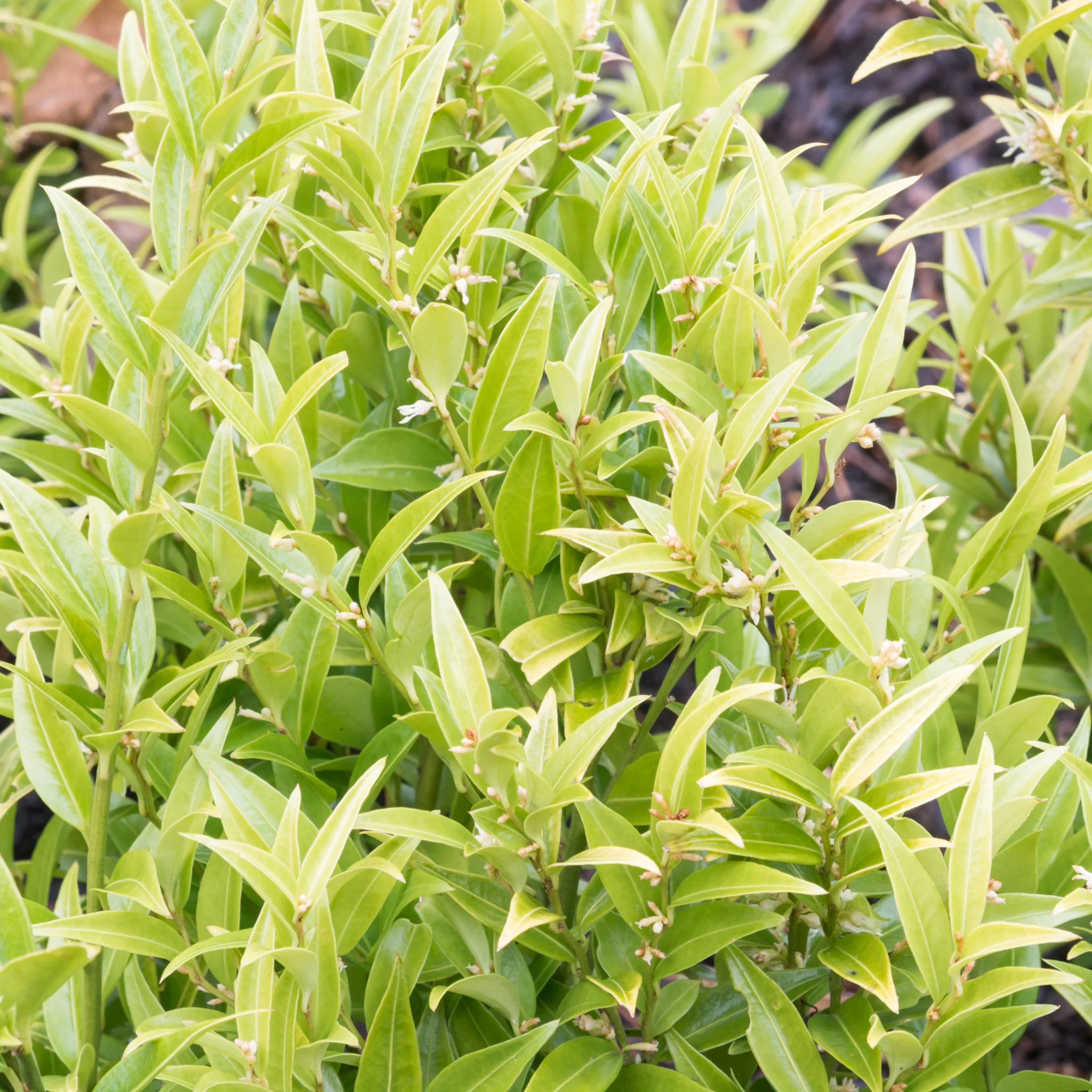 Sarcococca 'Dragon Gate' 2L - Image 2