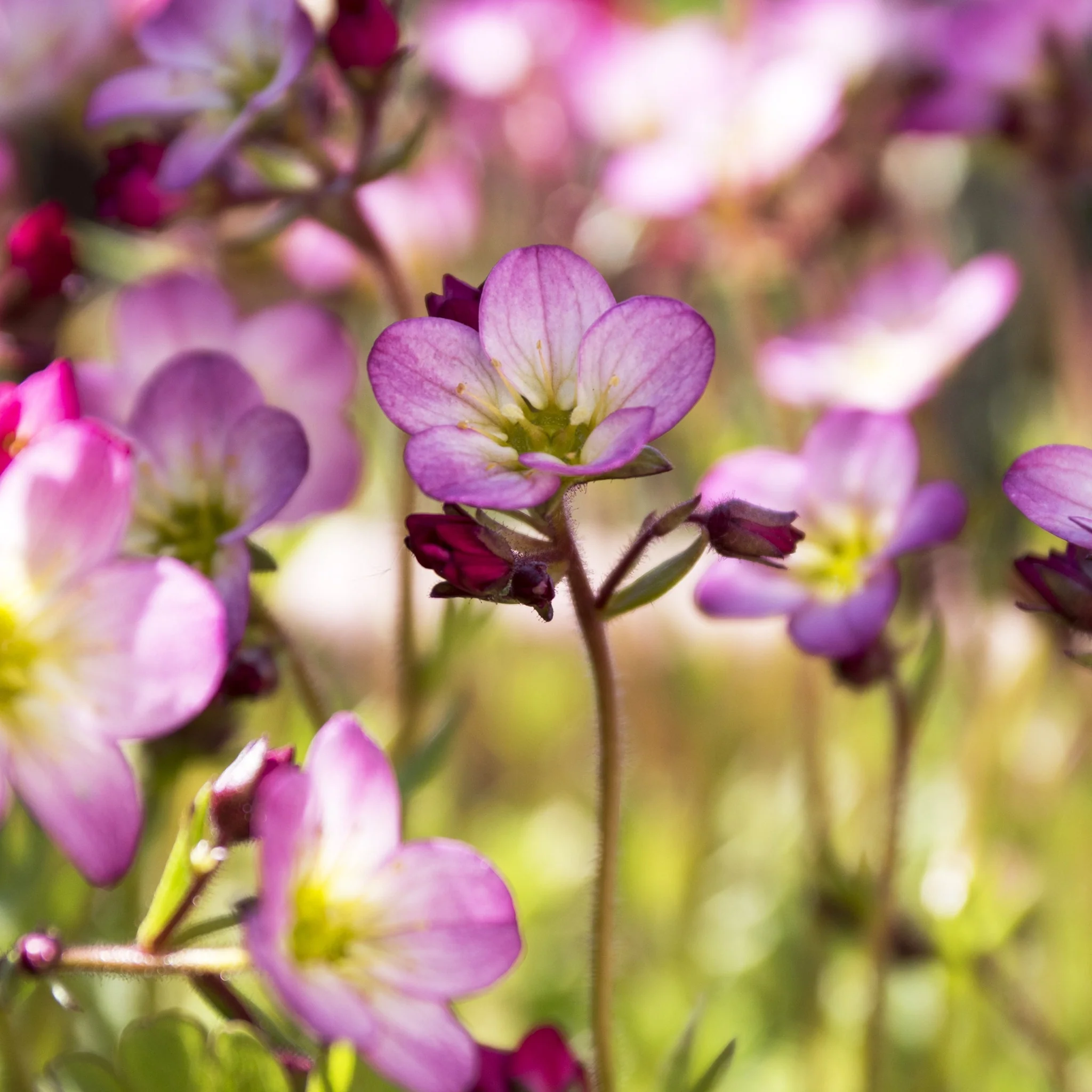 Saxifraga x Arendsii 'Alpino Pink' Perennial 14cm, 1.5L - Image 3
