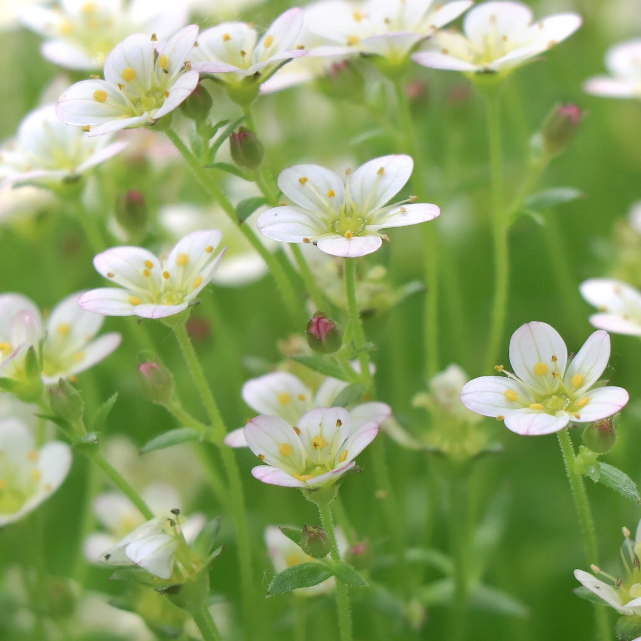 Saxifraga x Arendsii Touran White 1.5L - Image 3