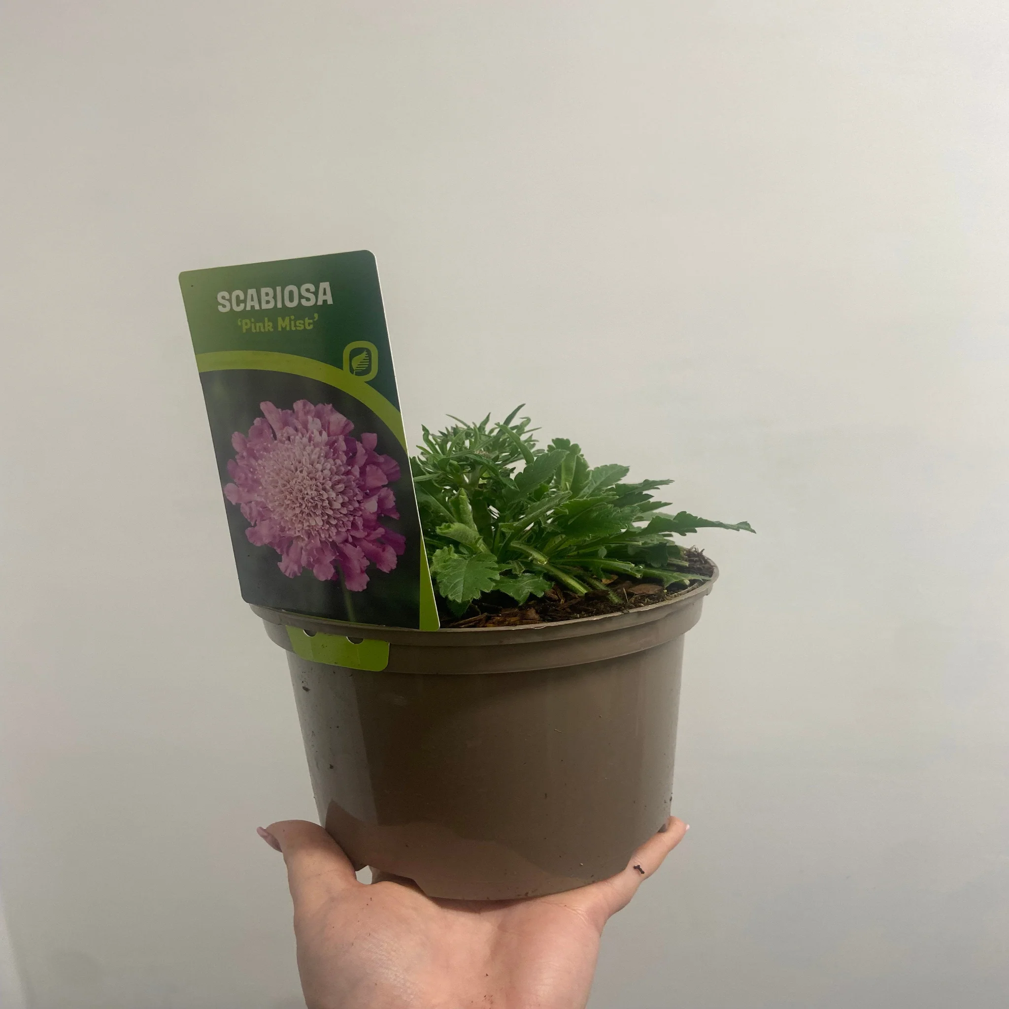 Scabious 'Pink Mist' 9cm/2L - Image 4