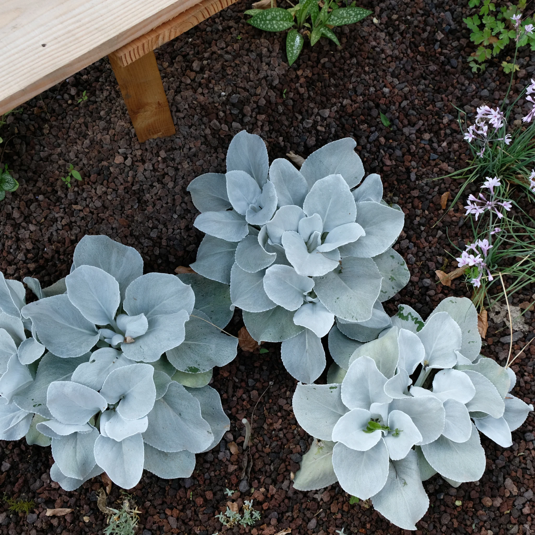 Senecio 'Angel Wings' Evergreen 9cm/2L/5L - Image 3