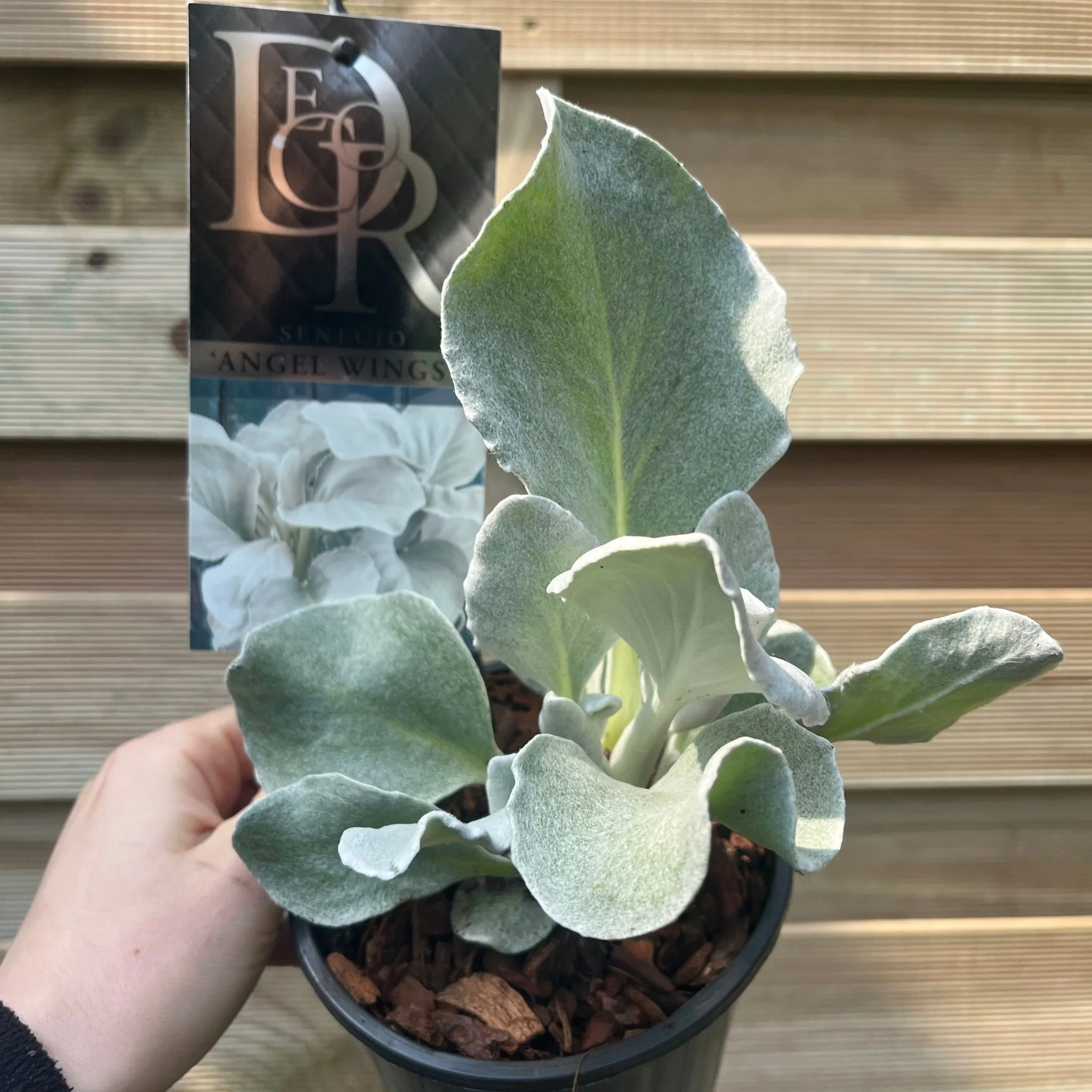 Senecio 'Angel Wings' Evergreen 9cm/2L/5L - Image 4
