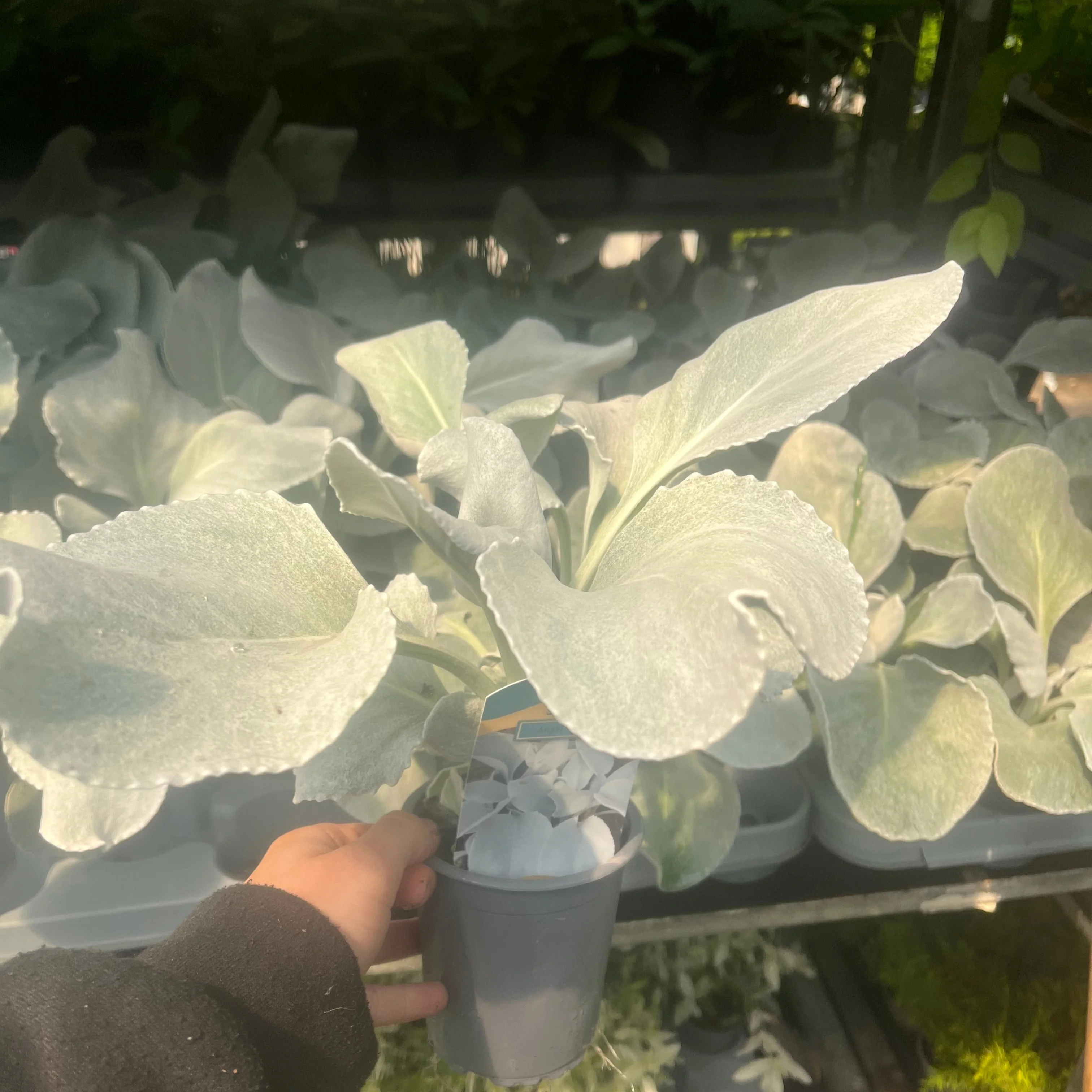 Senecio 'Angel Wings' Evergreen 9cm/2L/5L - Image 6