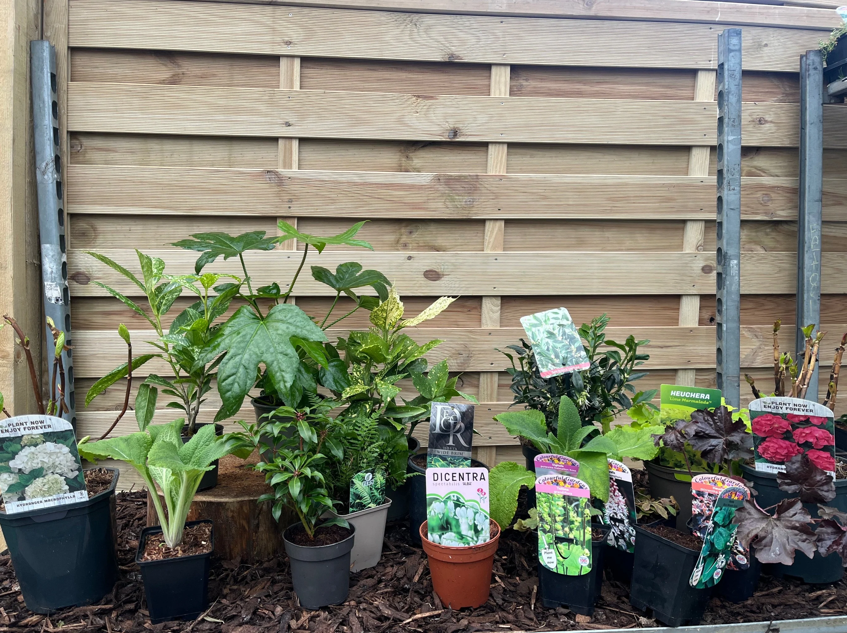 Our Hand Picked Selection of Shade Tolerant Plants - Image 6
