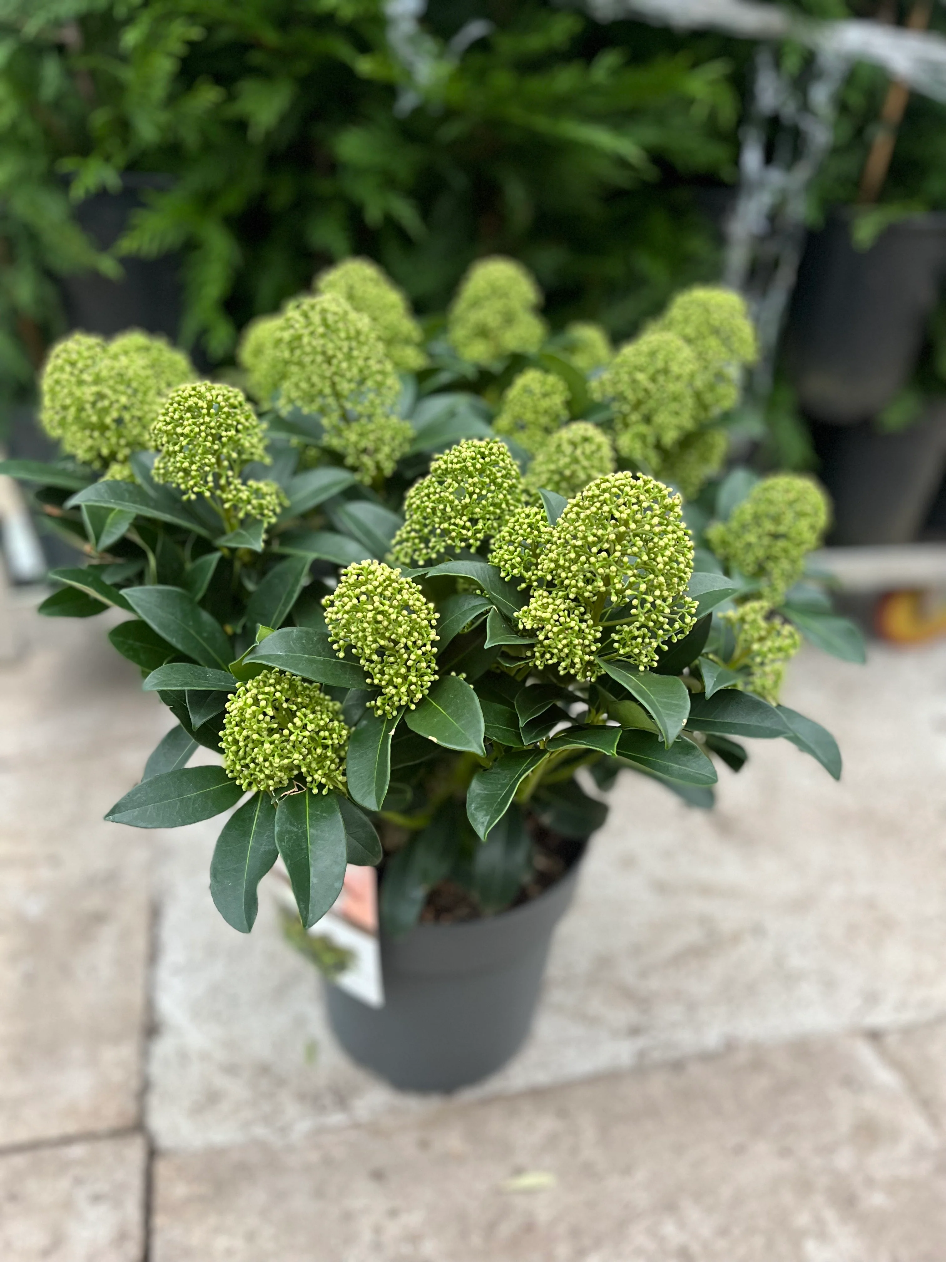Skimmia japonica 'Finchy' 10.5cm / 2L / 5L - Image 4