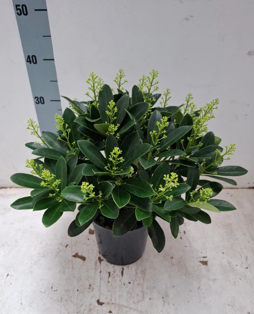 Skimmia japonica 'Finchy' 10.5cm / 2L / 5L - Image 6