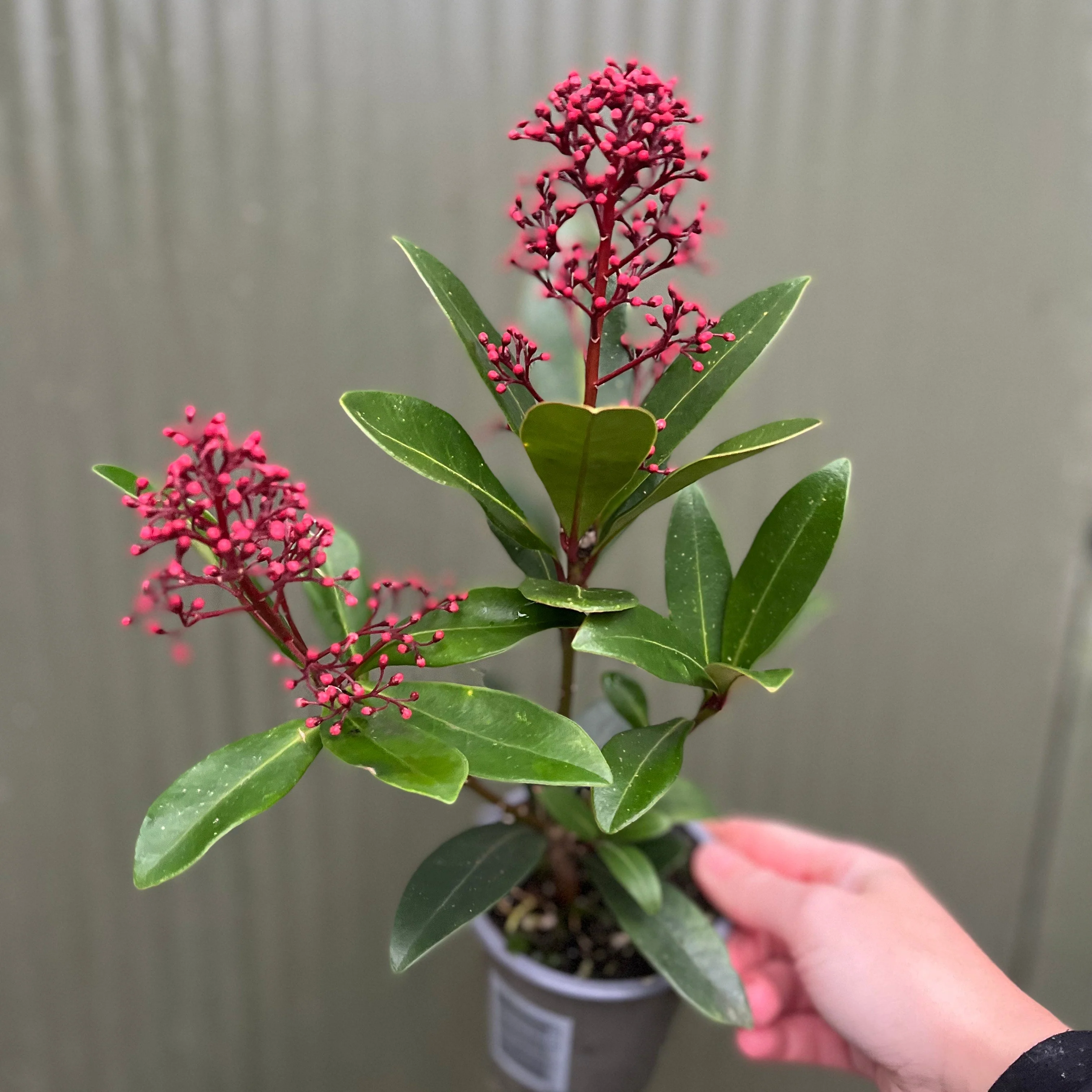 Skimmia japonica Rubella 9cm-10L - Image 10