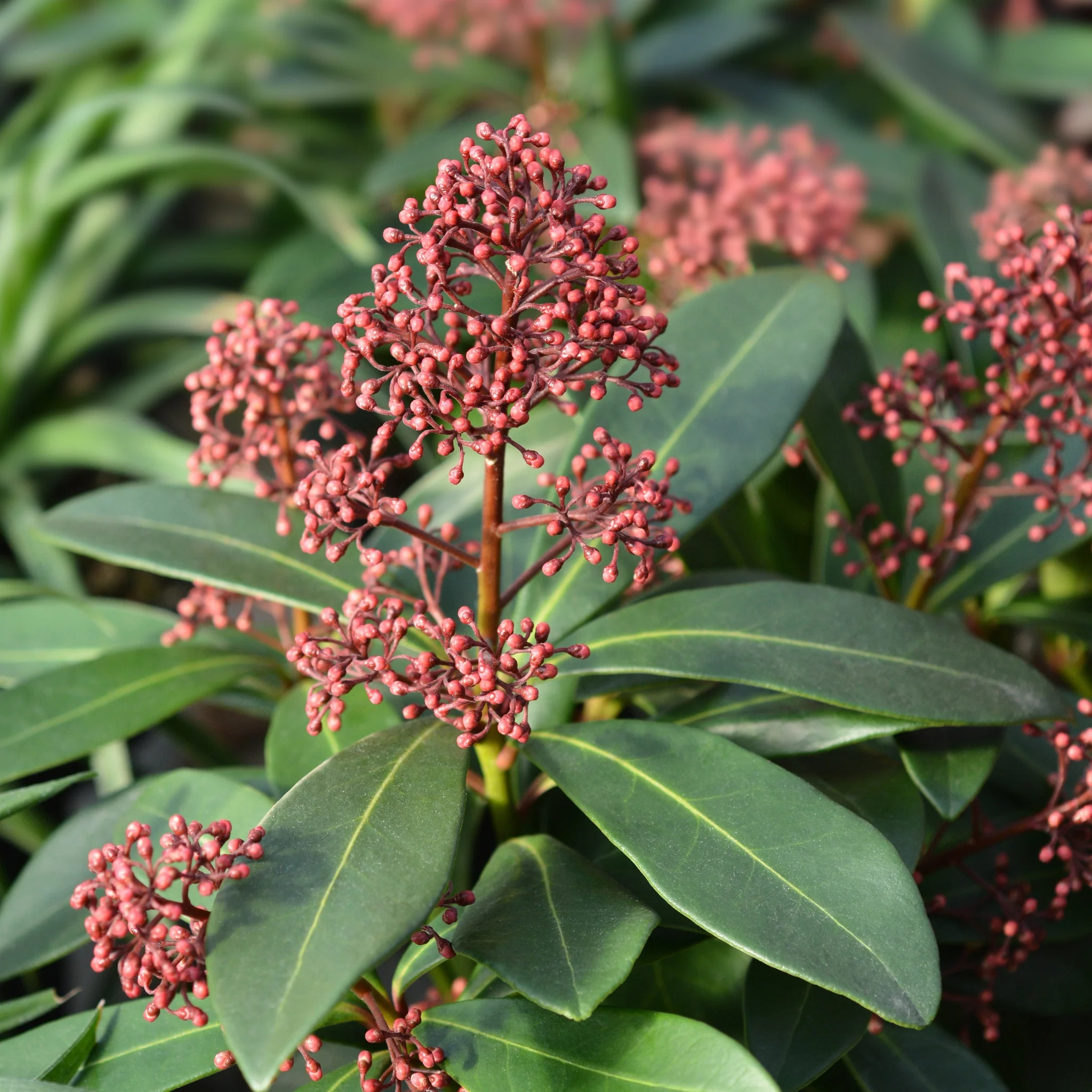 Skimmia japonica Rubella 9cm-10L - Image 6
