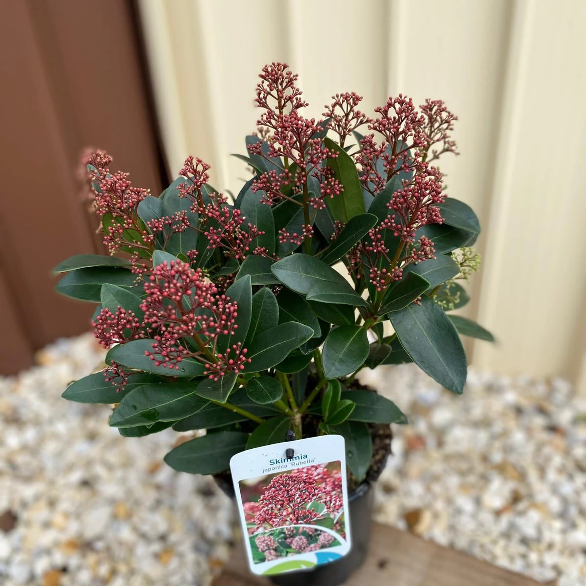 Skimmia japonica Rubella 9cm-10L - Image 8
