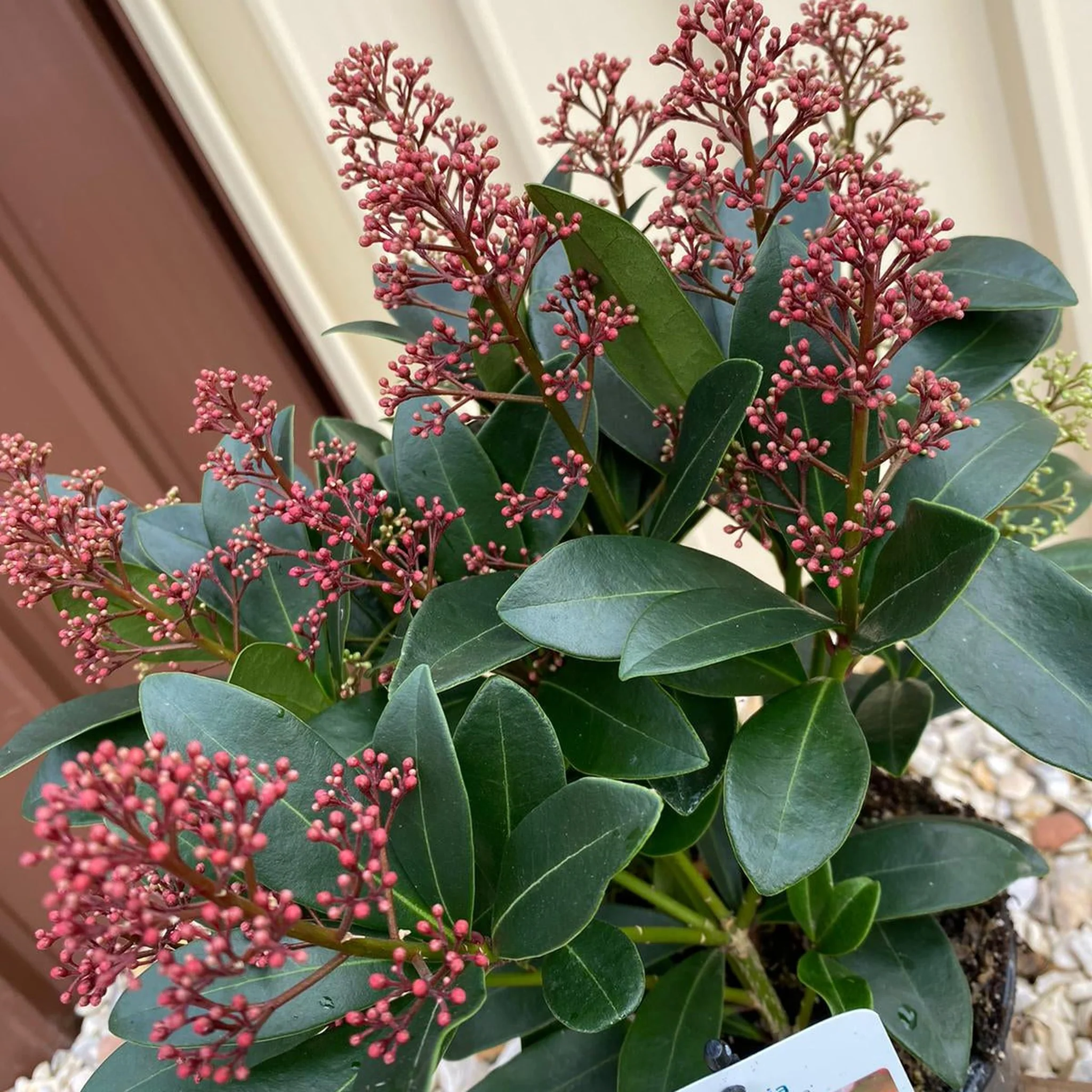 Skimmia japonica Rubella (Including Gift Wrap) - Image 5