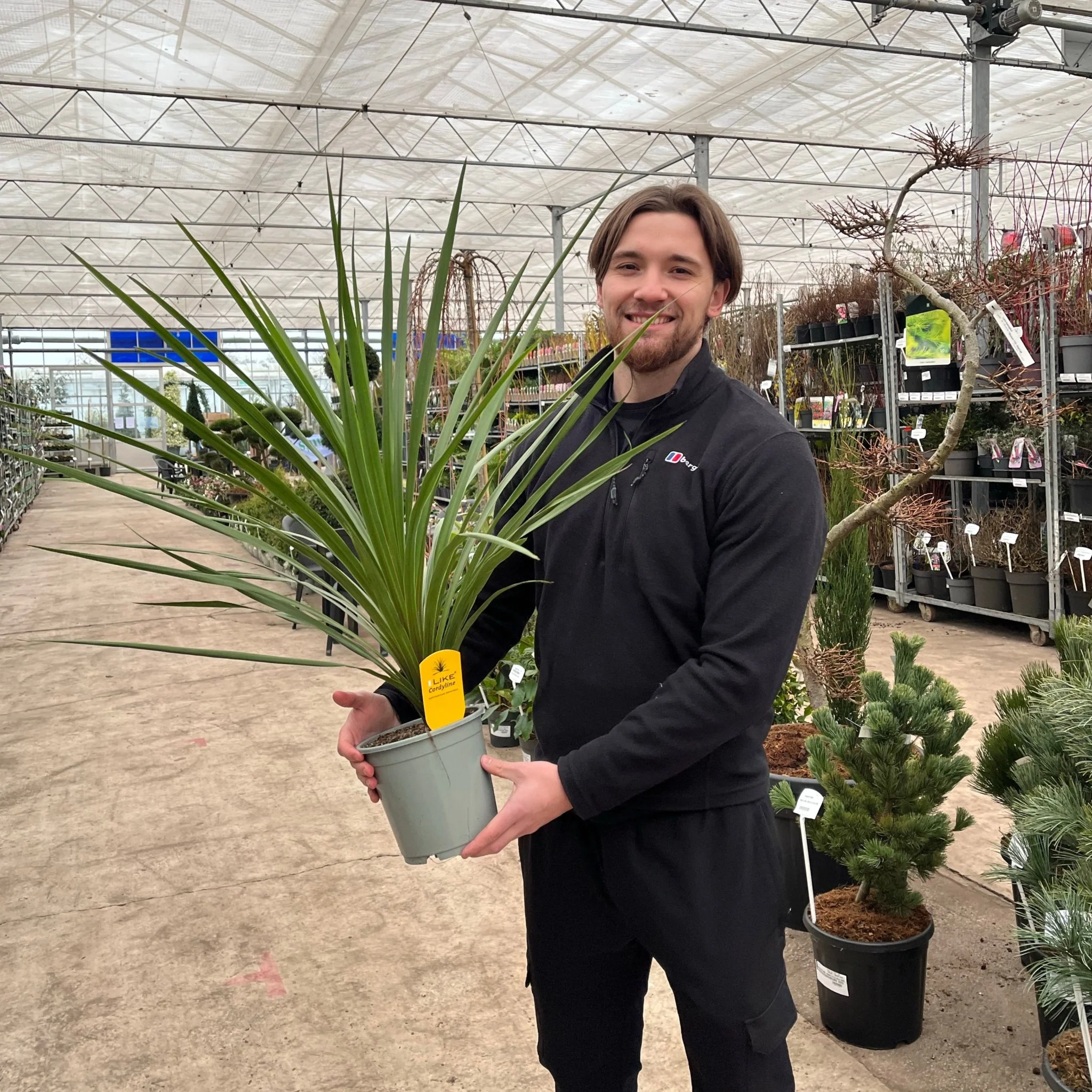 Cordyline australis Peko - Green (3 sizes available) - Image 5