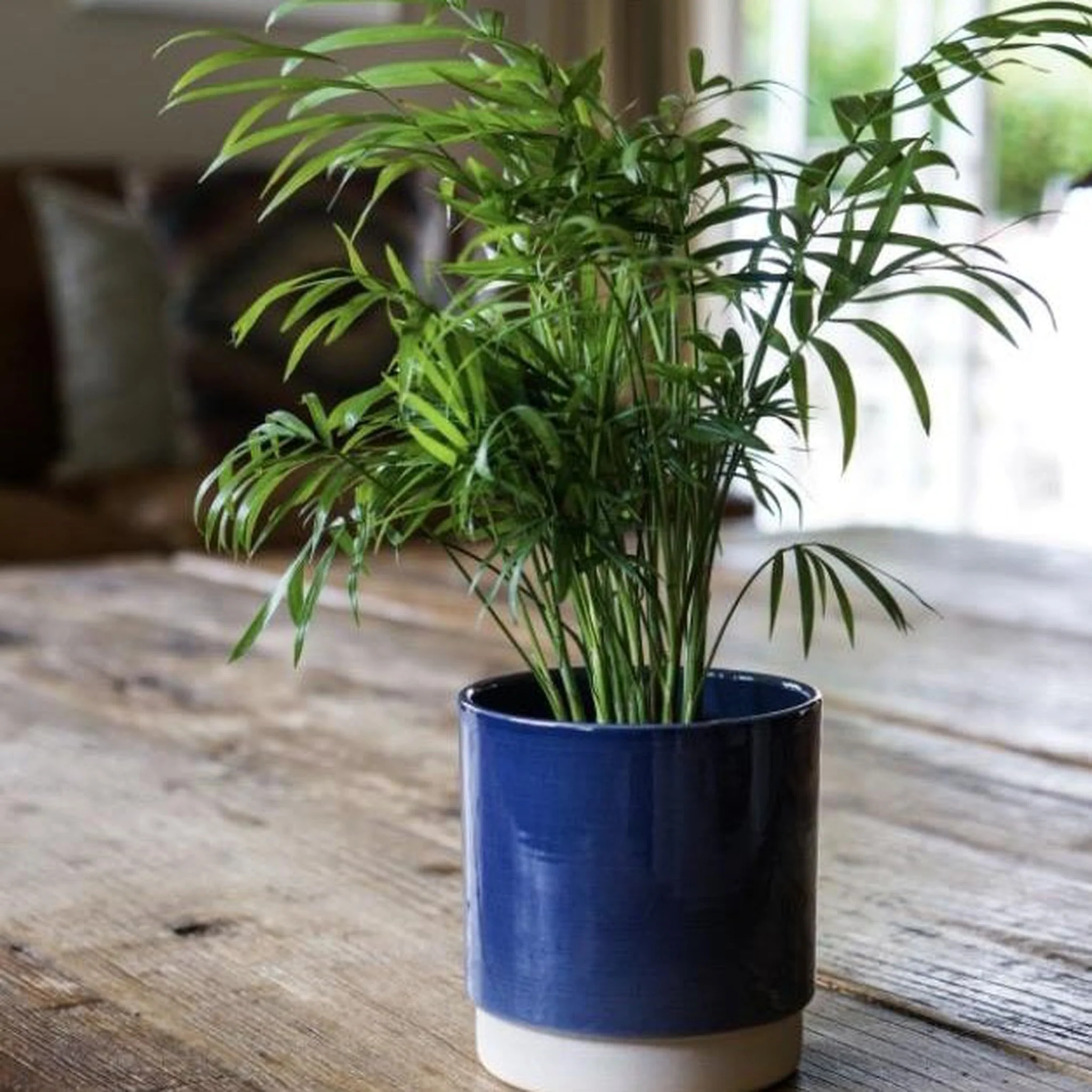 Parlour Palm 40-50cm - Image 5