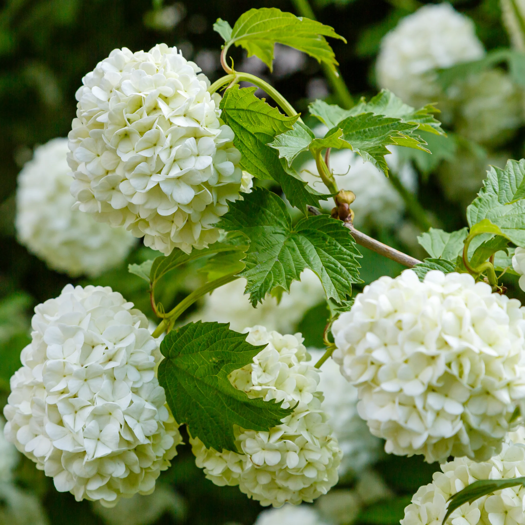 Snowball tree | Standard Viburnum opulus 'Roseum' | 1.8-2m - Image 3