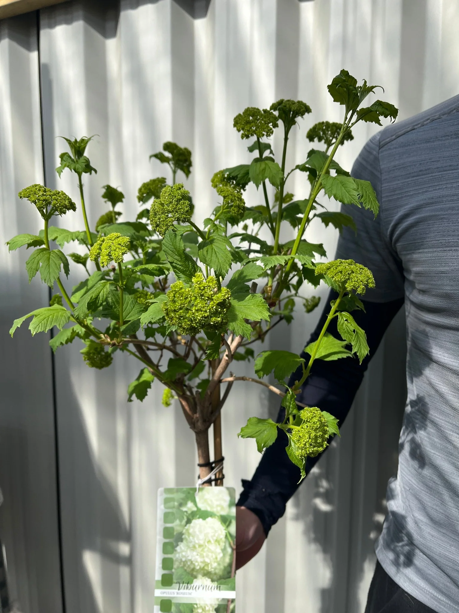 Snowball tree | Standard Viburnum opulus 'Roseum' | 1.8-2m - Image 4