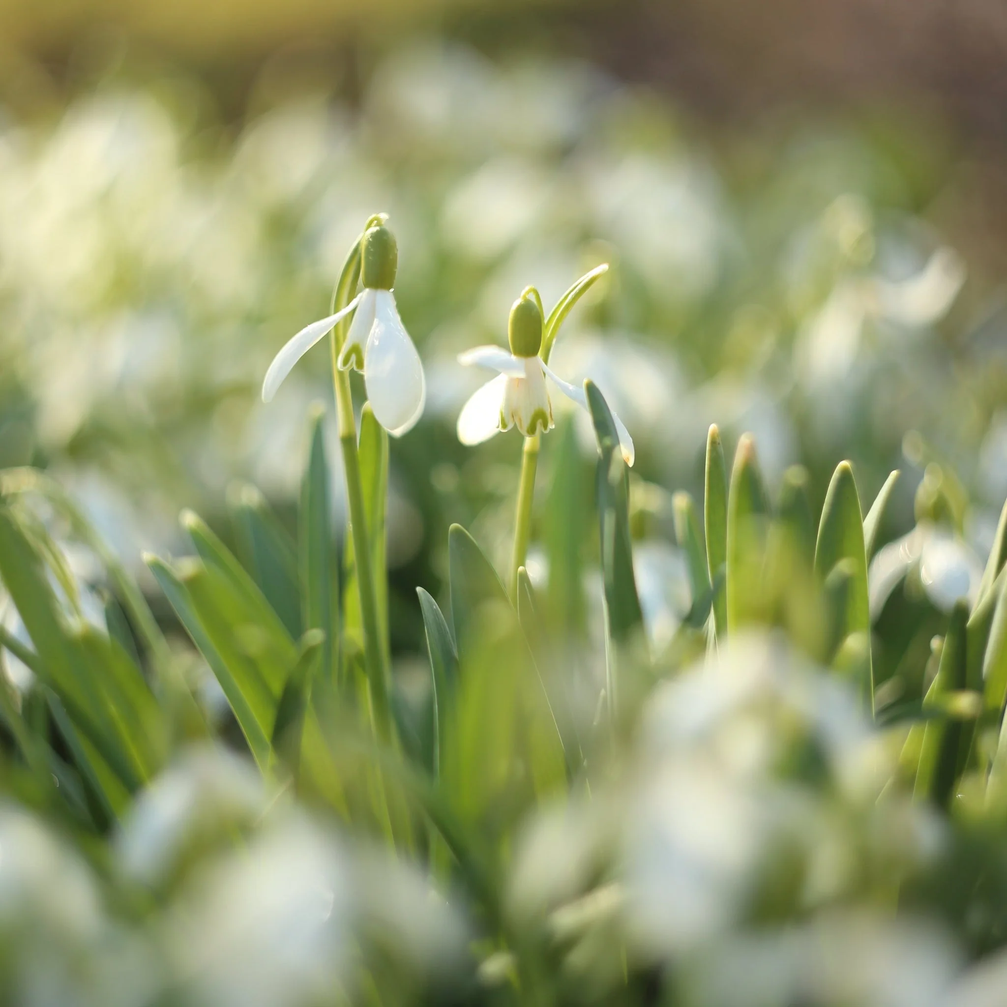 Snowdrops (16 Bulbs) - Image 2