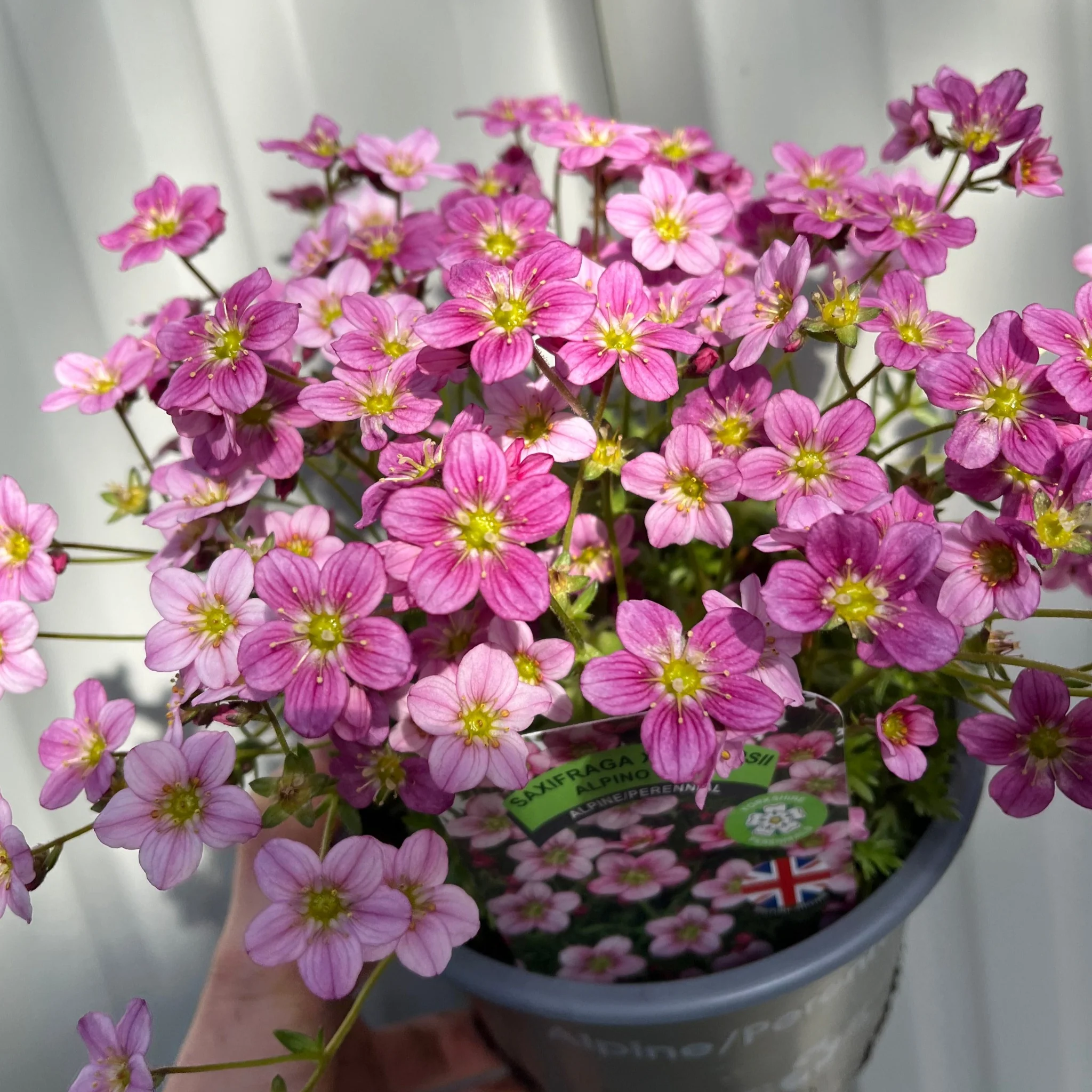 SPECIAL OFFER: Saxifraga - Pixie Mix of 5 - Image 2