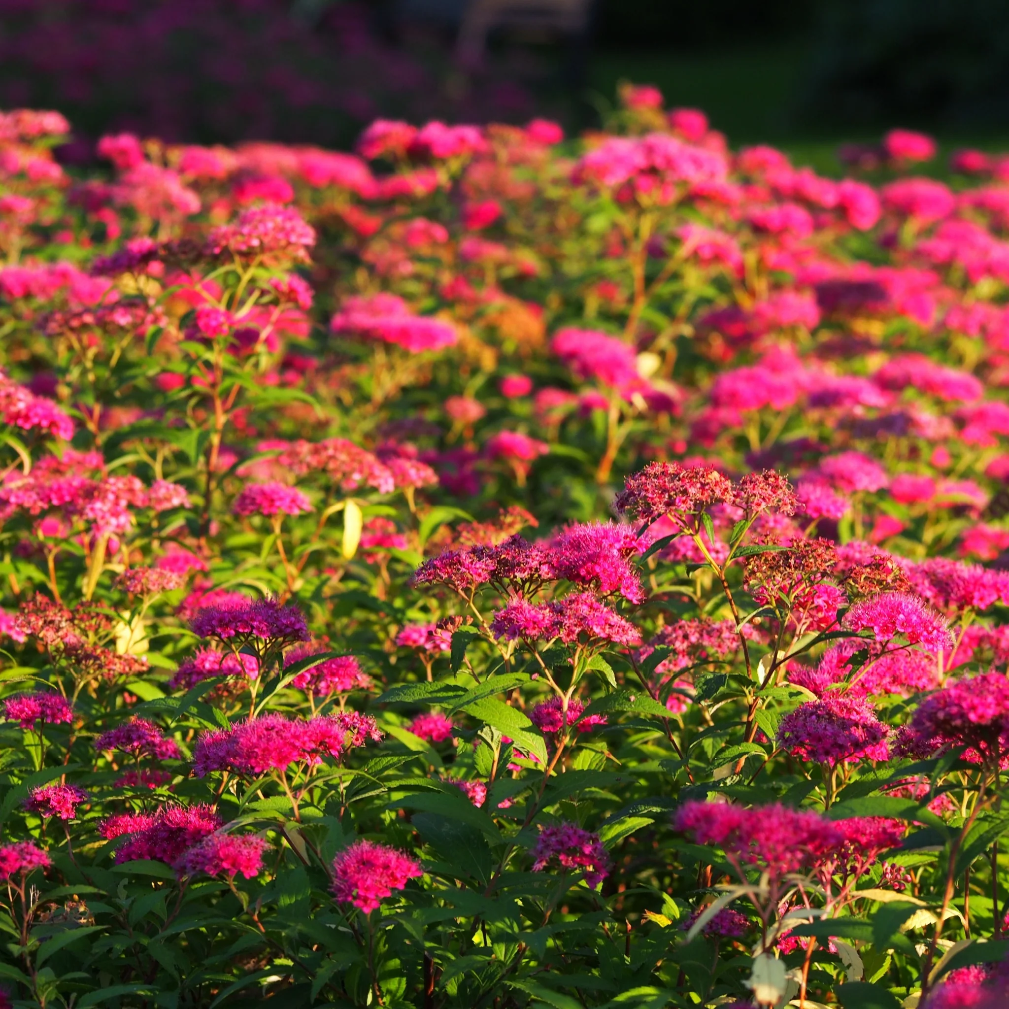 Spiraea japonica 'Anthony Waterer' 2L