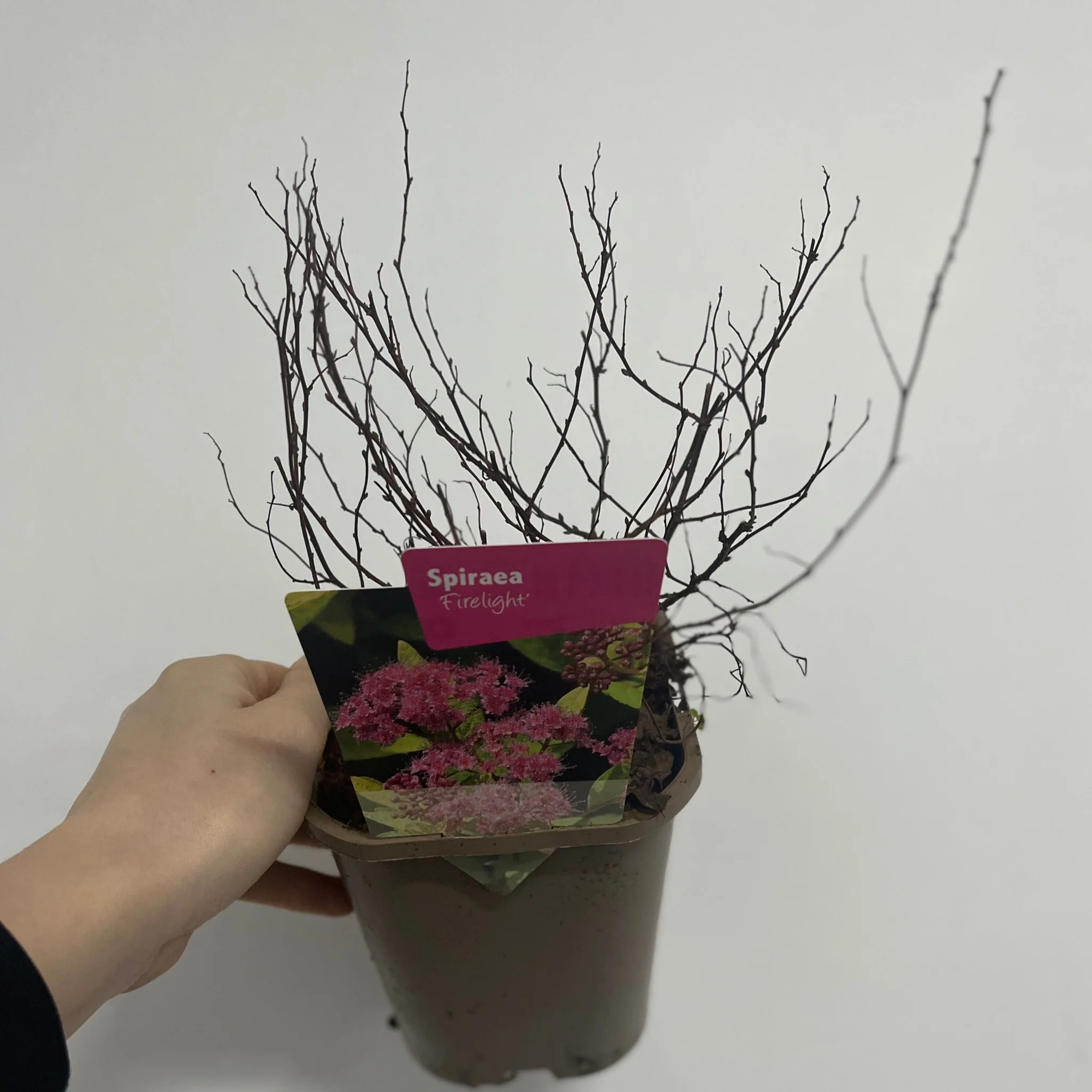 Spiraea japonica 'Firelight' 9cm / 1L / 2L - Image 3