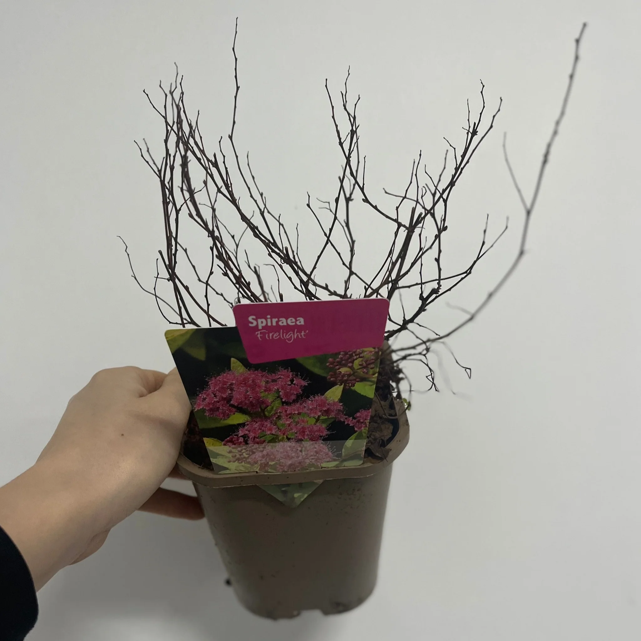 Spiraea japonica 'Manon' 1L - Image 3