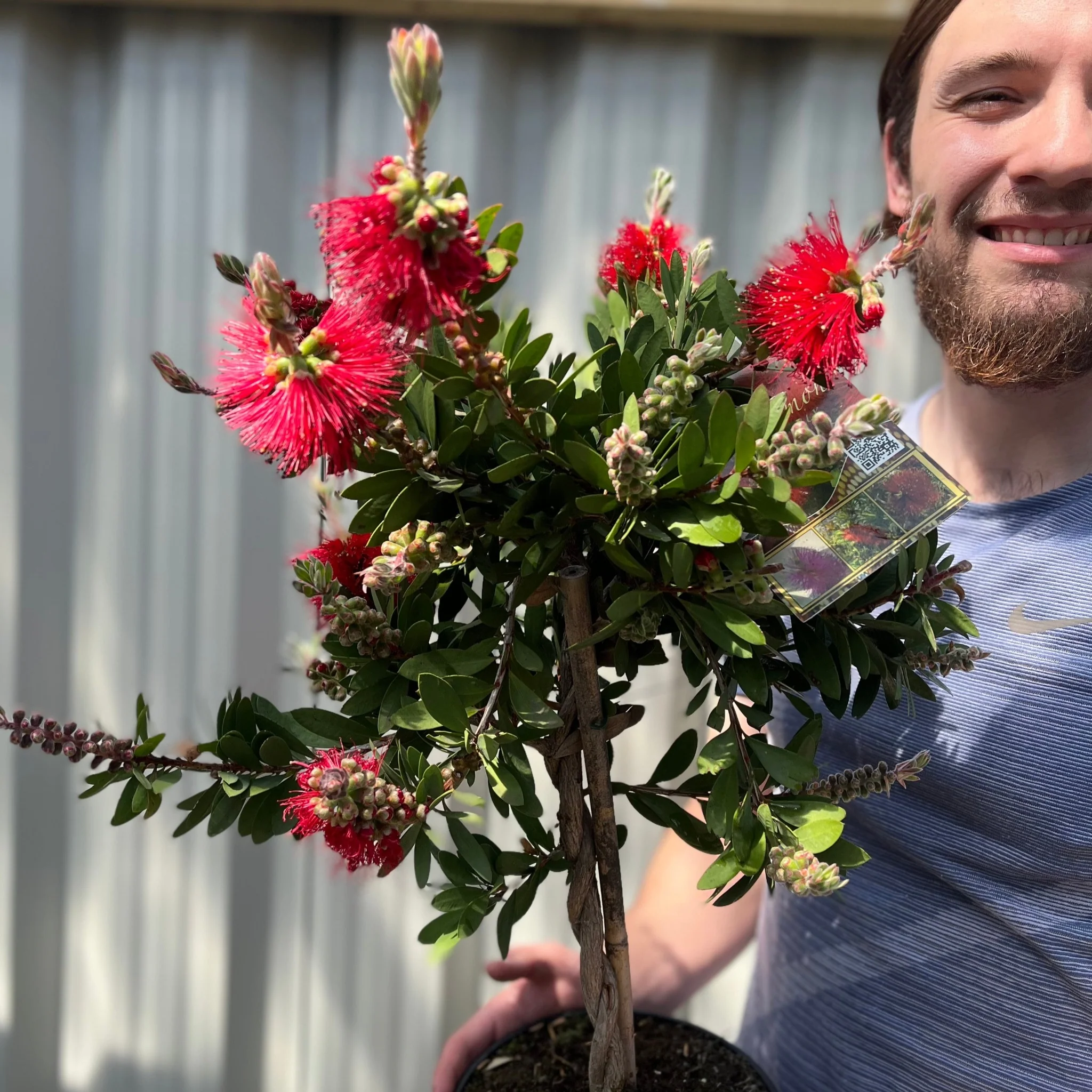 Standard Callistemon - Bottle Brush (70-80cm) - Image 2
