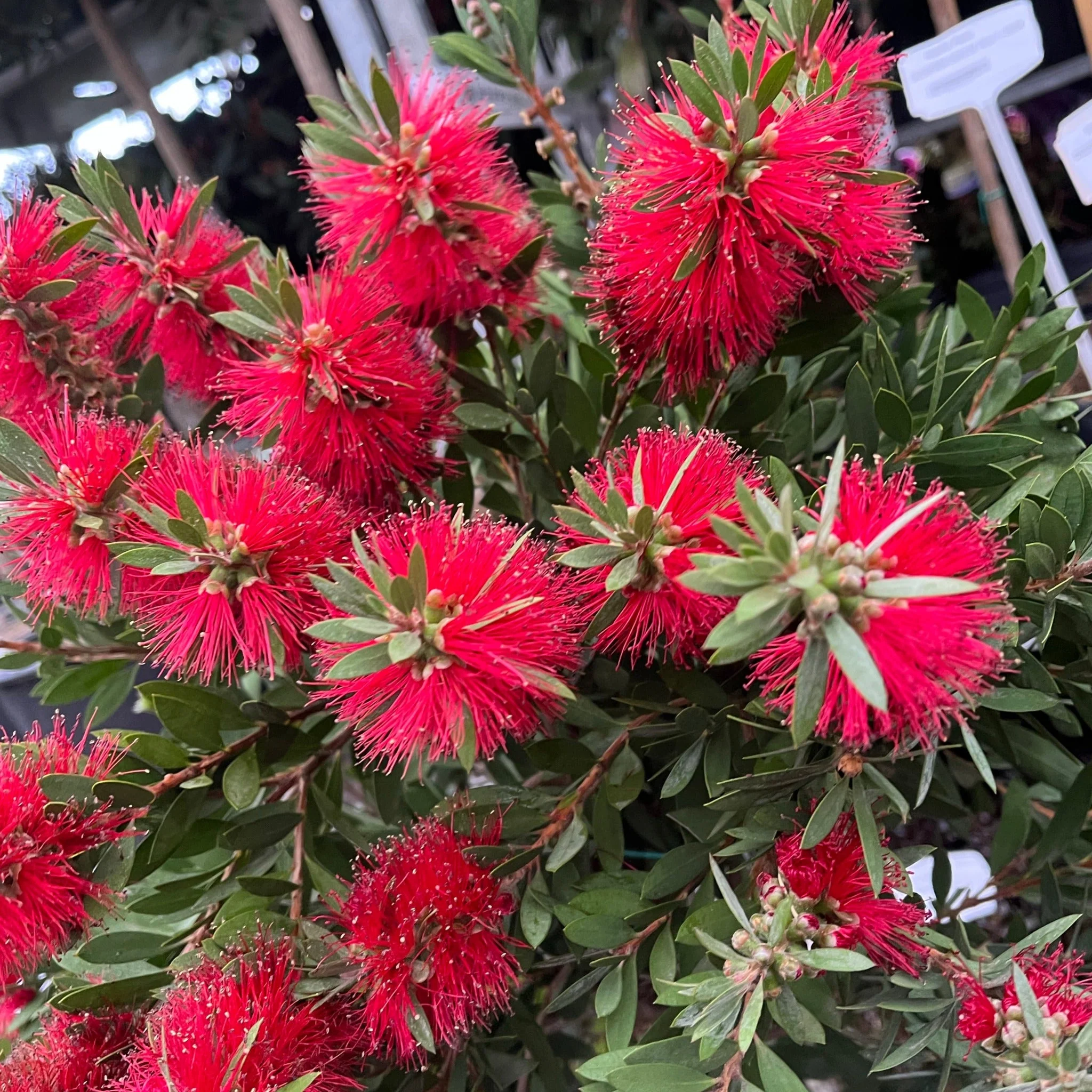 Standard Callistemon - Bottle Brush (70-80cm) - Image 7