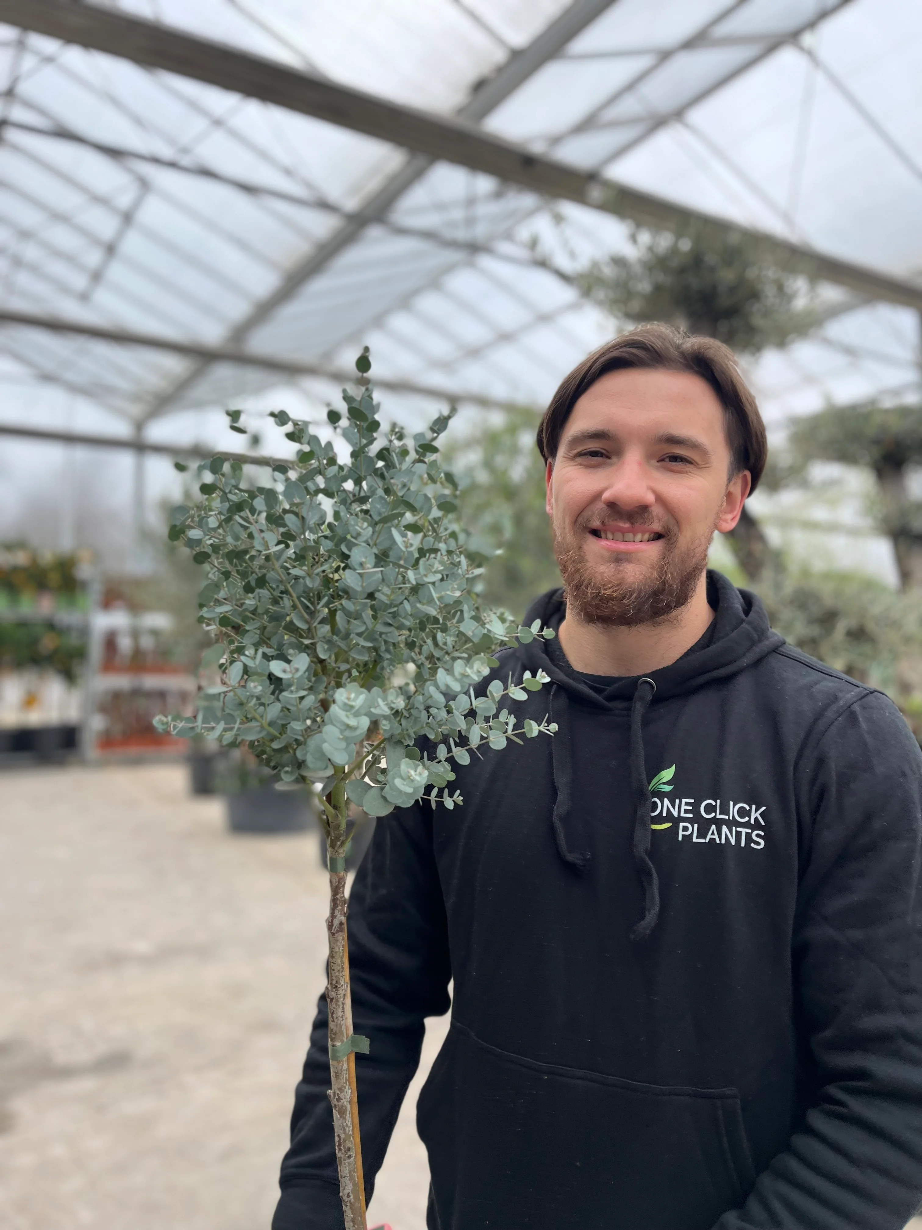 Standard Eucalyptus gunnii 90-100cm - Image 2