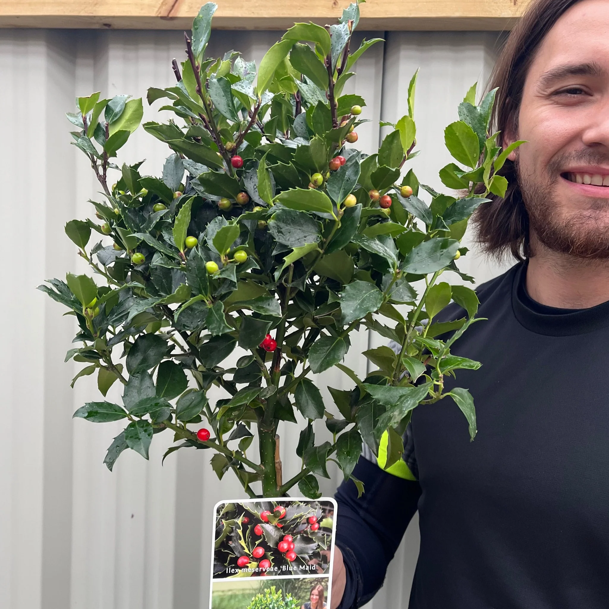 Standard Holly Tree | Ilex meserveae 'Blue Maid' | 50-60cm, 80-90cm - Image 4