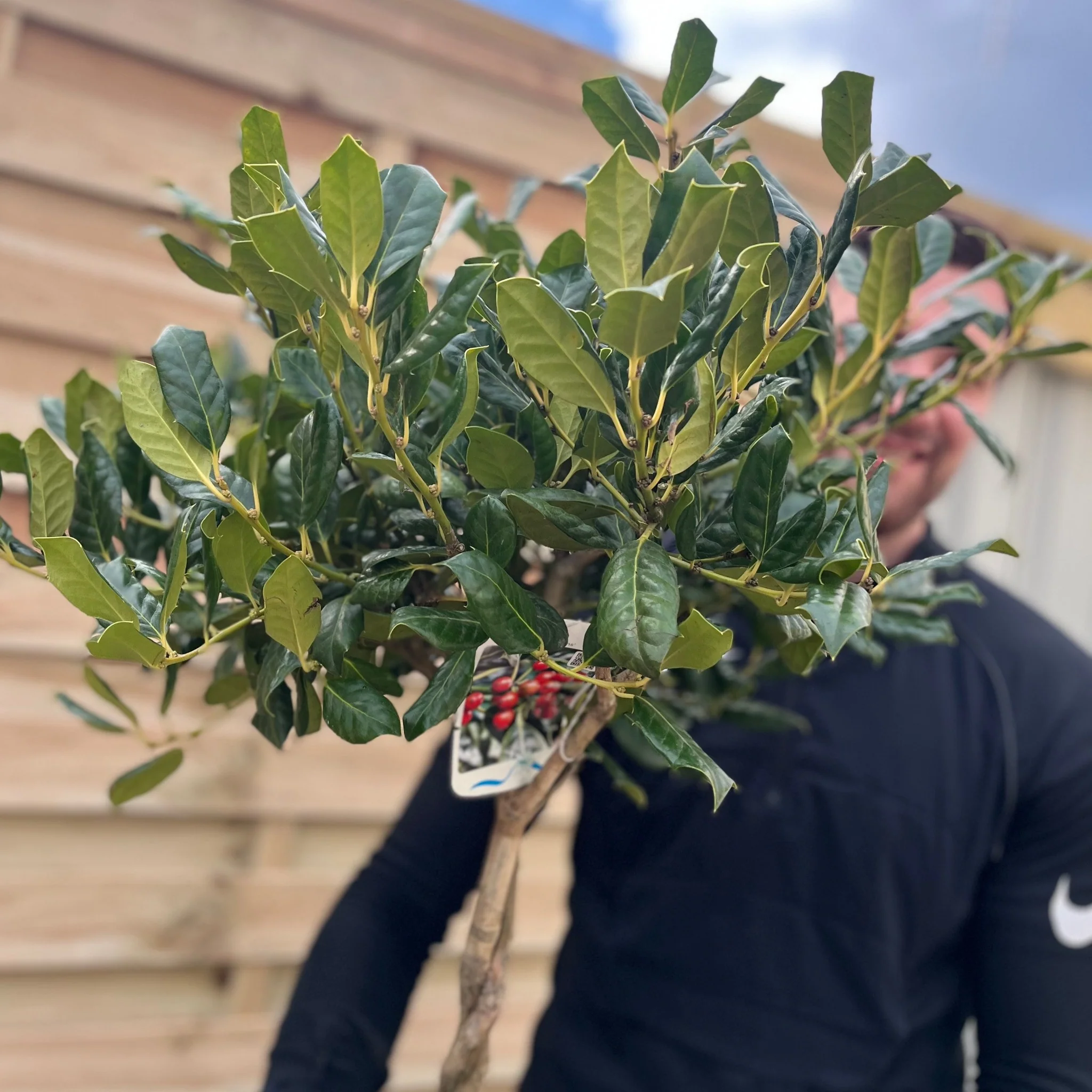 Standard Plaited Holly Tree | Ilex 'Nellie Stevens'| 100cm - Image 3