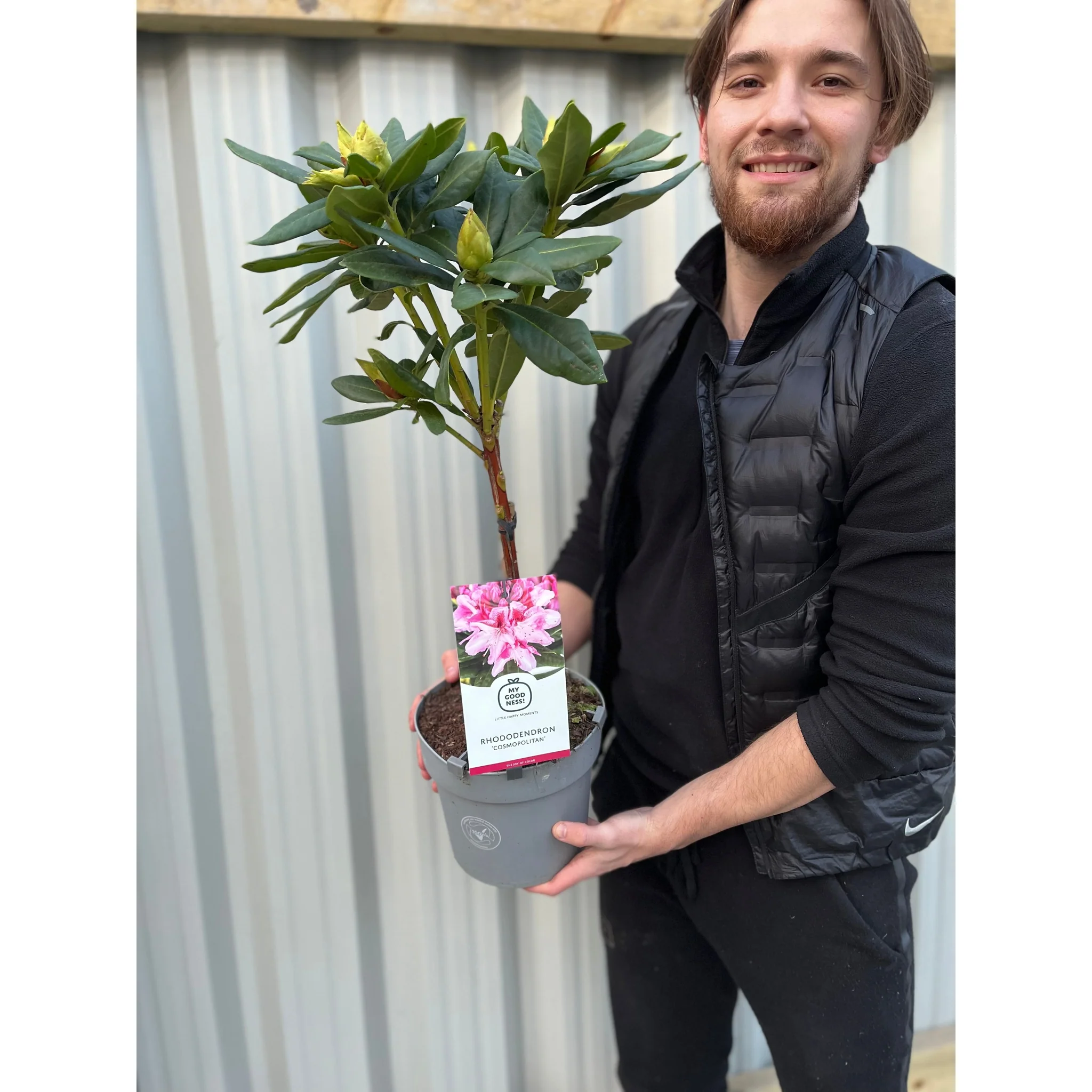 Standard Rhododendron 'Cosmopolitan' (Pink) 80cm - Image 4