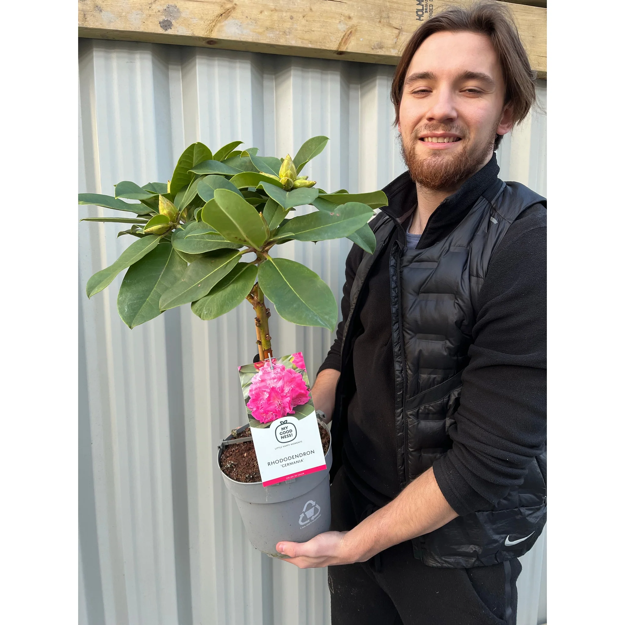 Standard Rhododendron 'Germania' (Pink) 80cm - Image 3