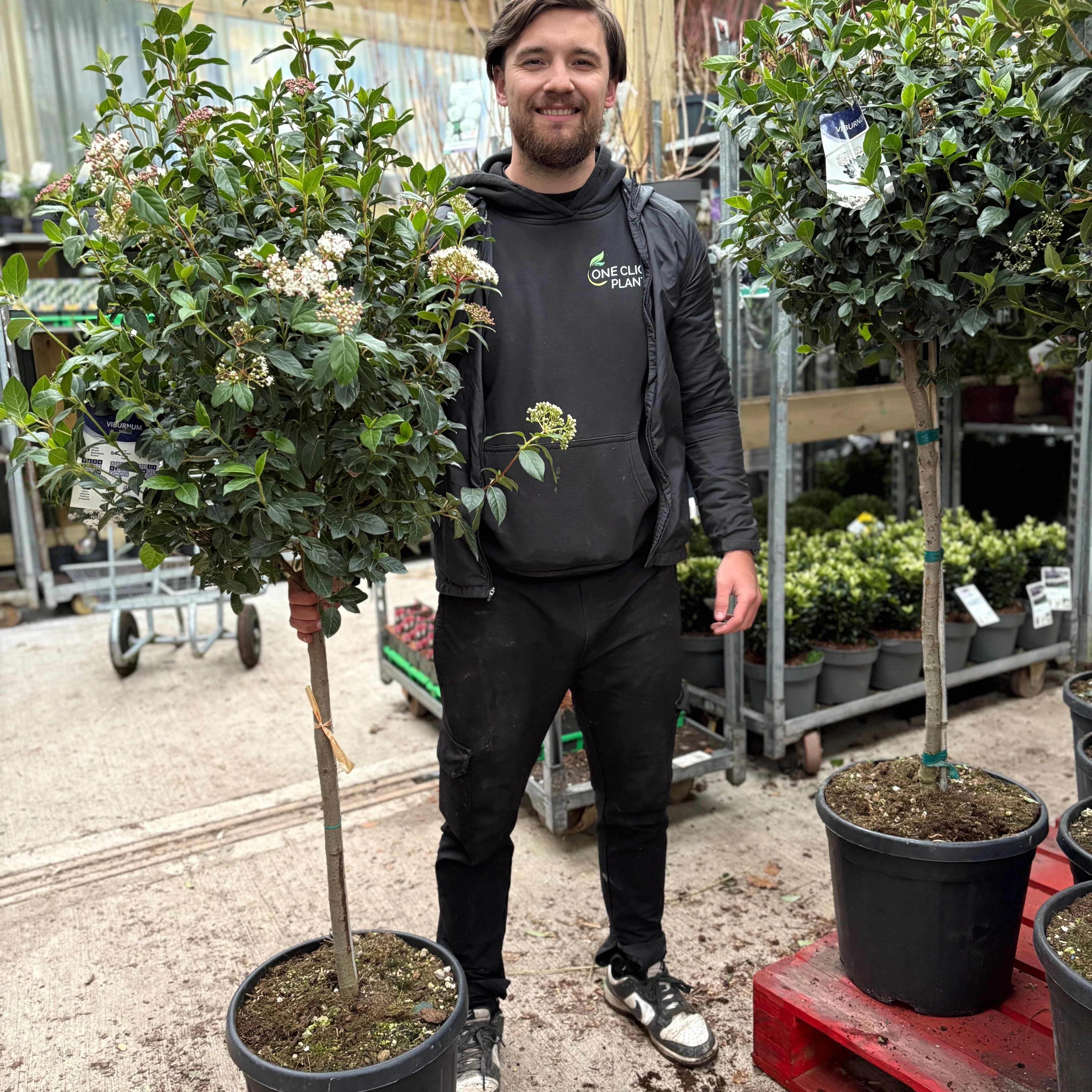 Half Standard Viburnum tinus 'Eve Price'